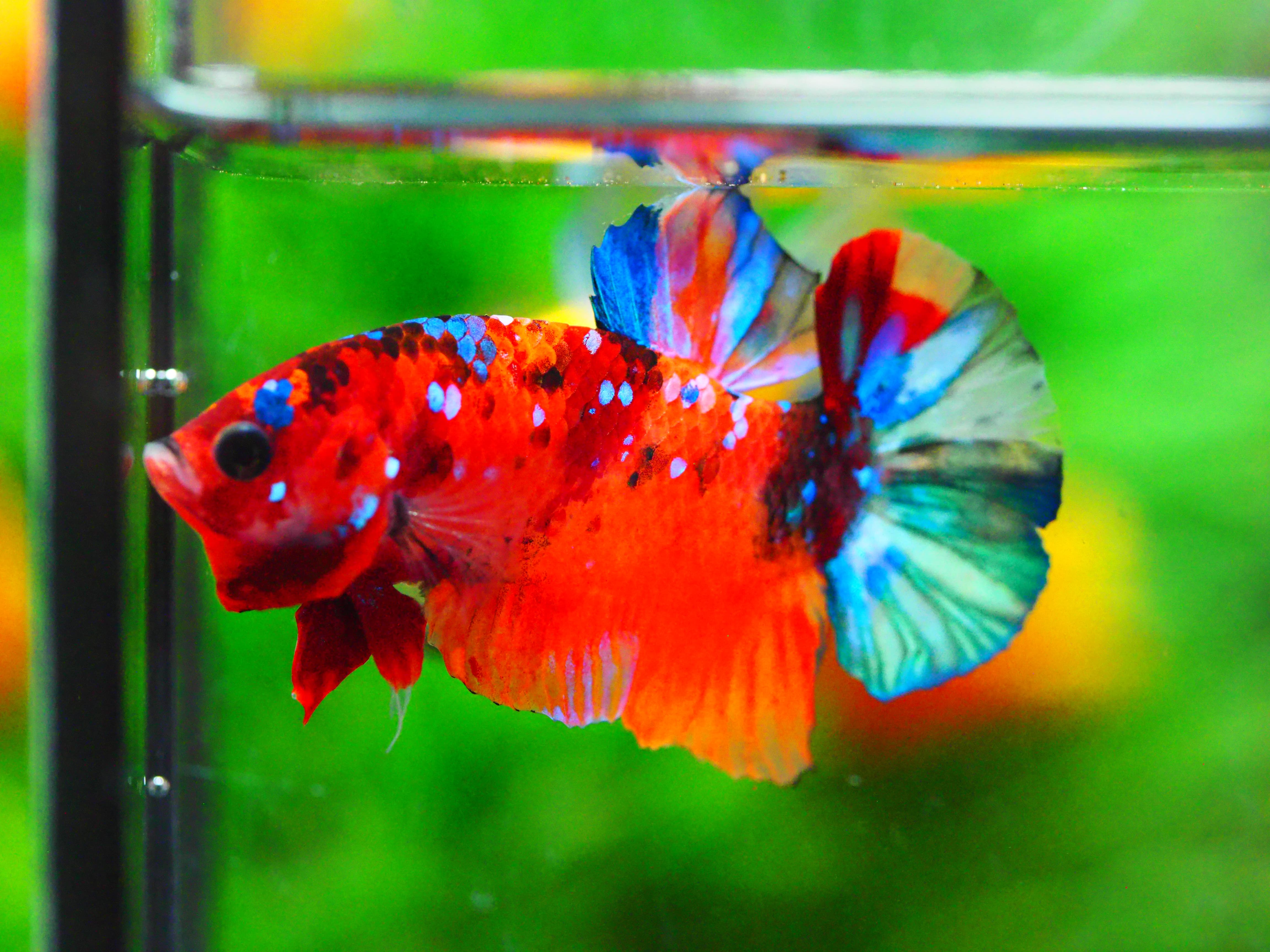 HMPK NEMO GALAXY MALE GRADE A +++