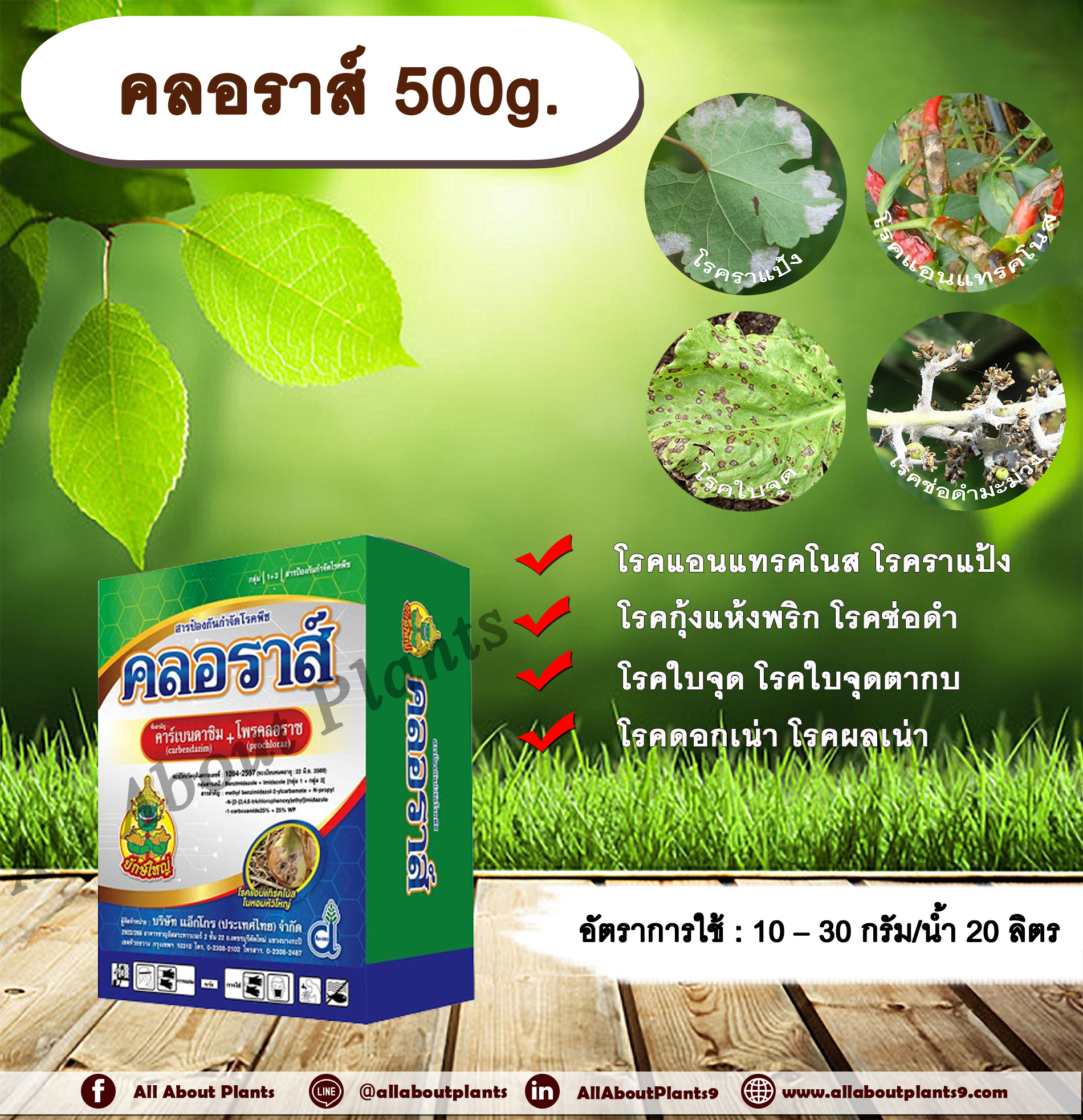 คลอราส์ 500g. คาร์เบนดาซิม+โพรคลอลาส สารกำจัดเชื้อรา โรคแอนแทรคโนส โรคกุ้งแห้ง โรคดอกดำในมะม่วง โรคราแป้ง โรคพืช allaboutplants ชิ้น