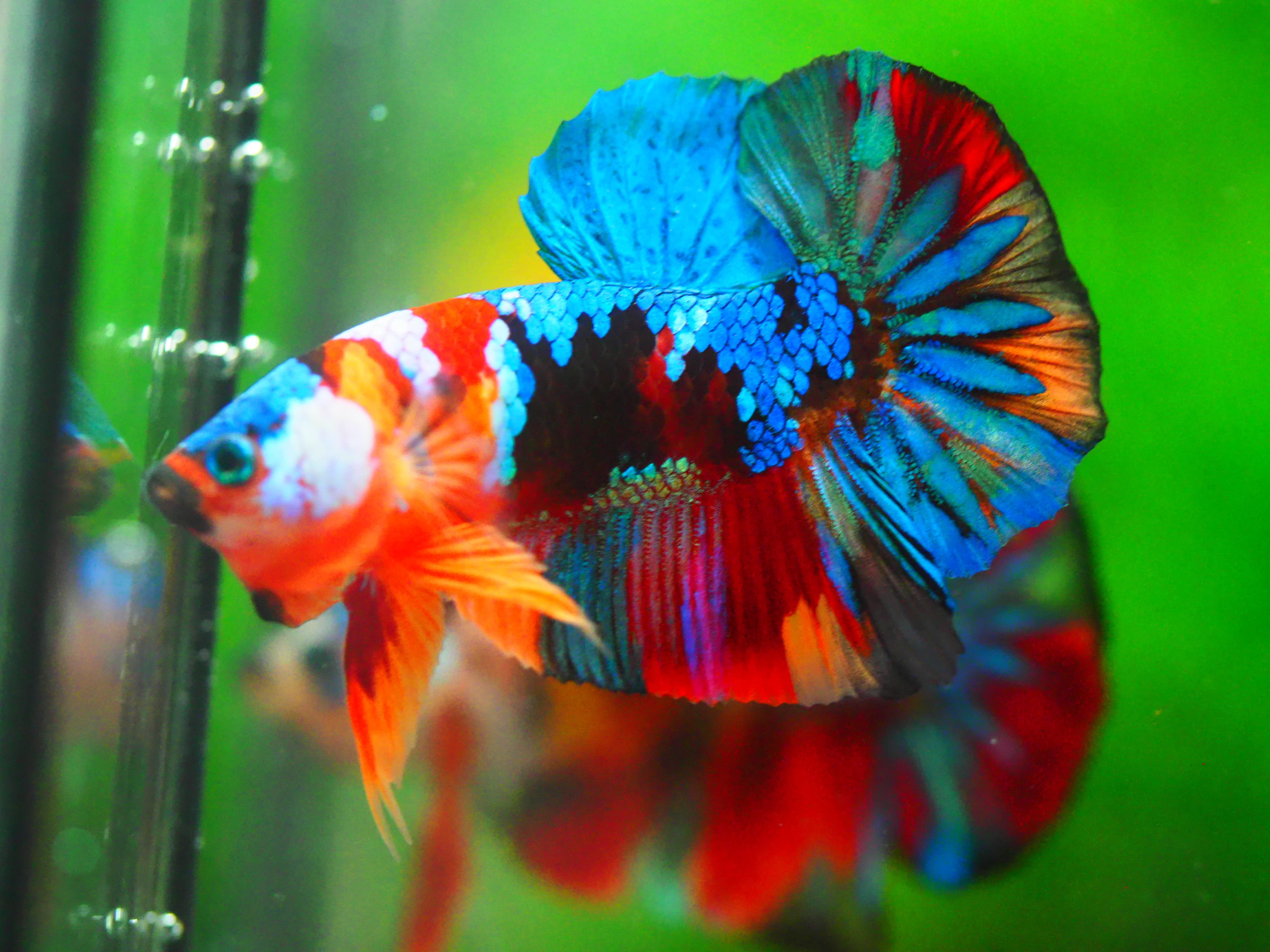 HMPK KOI GALAXY MALE GRADE A +++