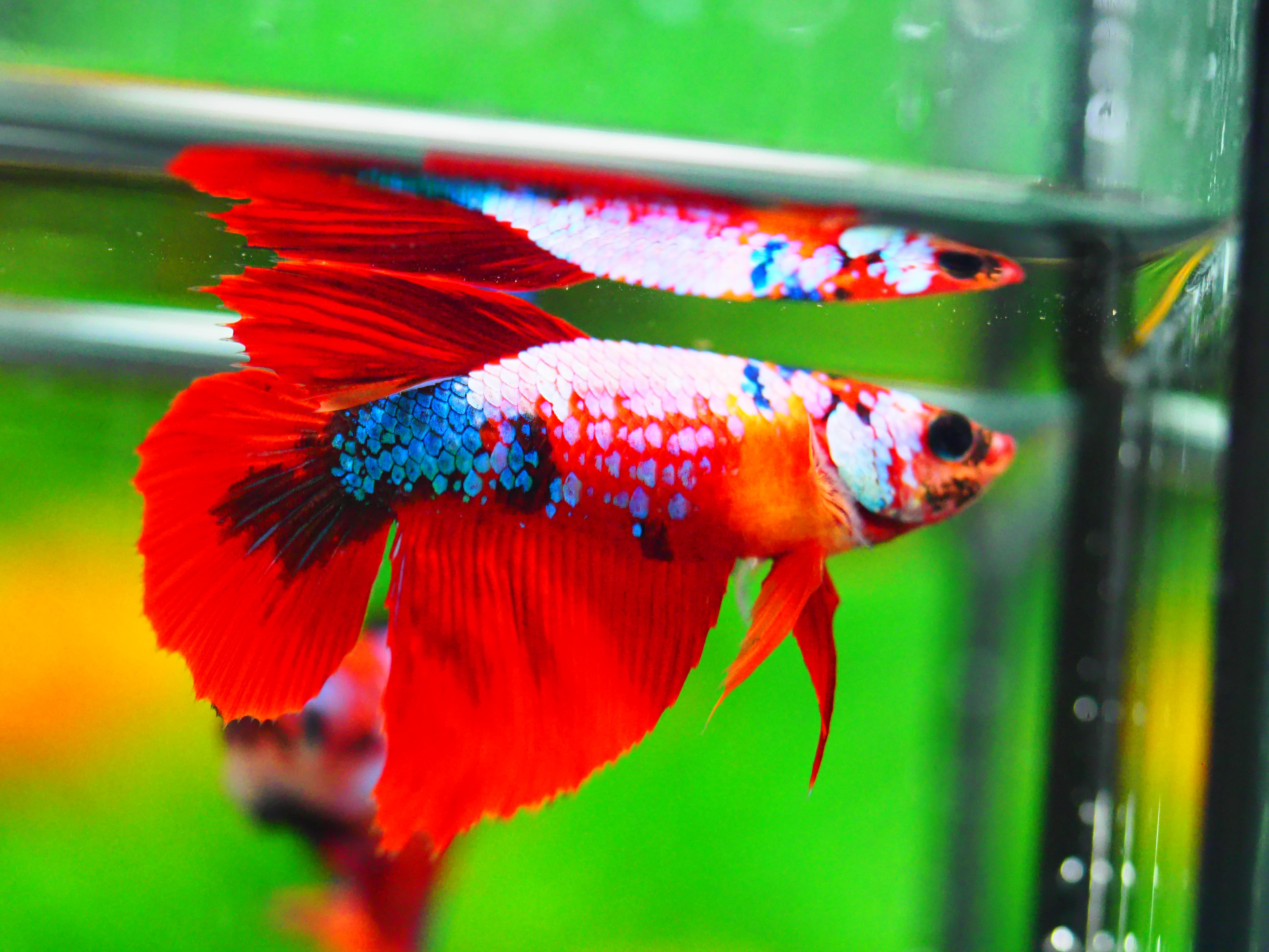 HM KOI GALAXY FNMALE GRADE A +++