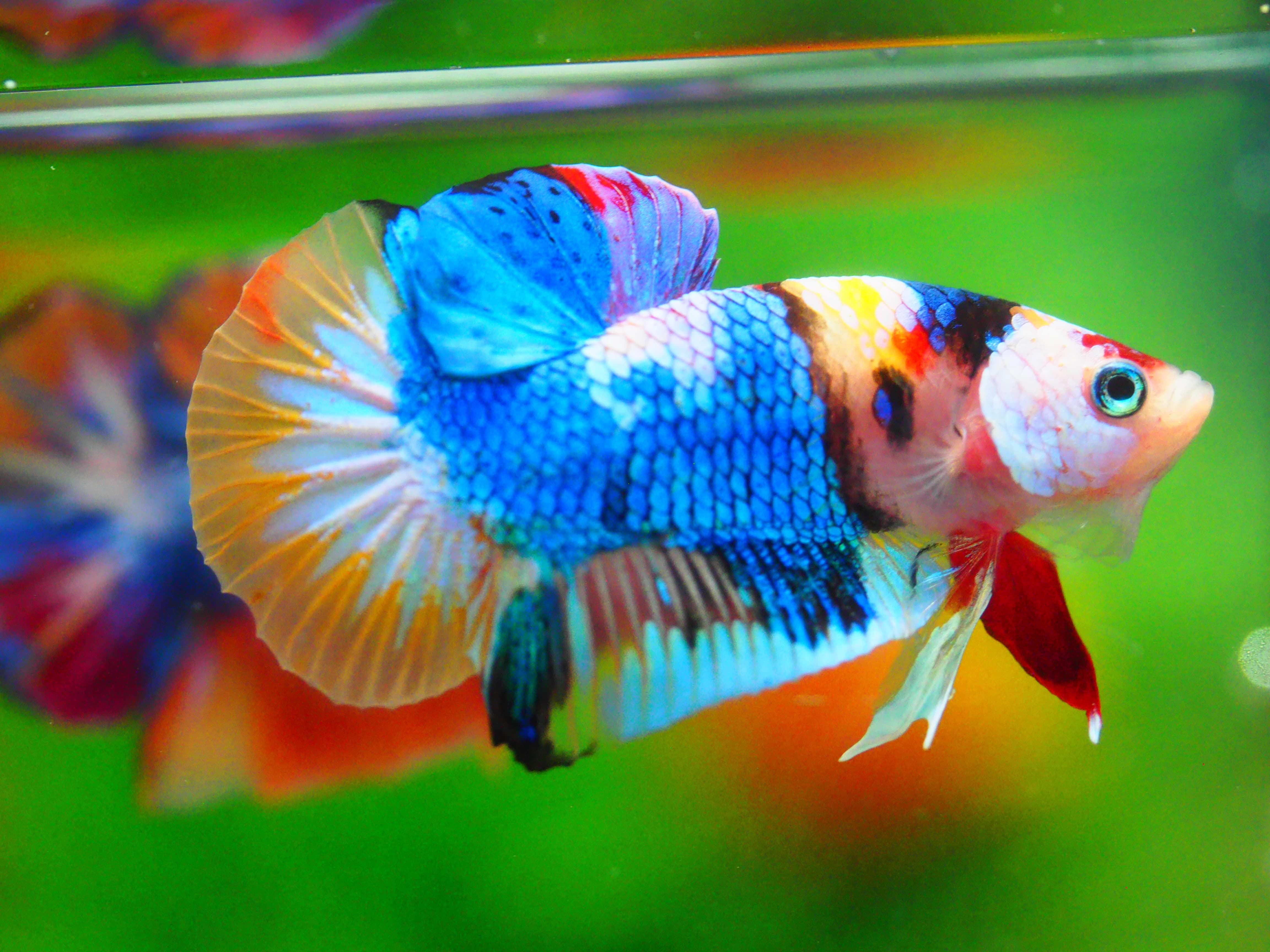 HMPK KOI GALAXY MALE GRADE A +++