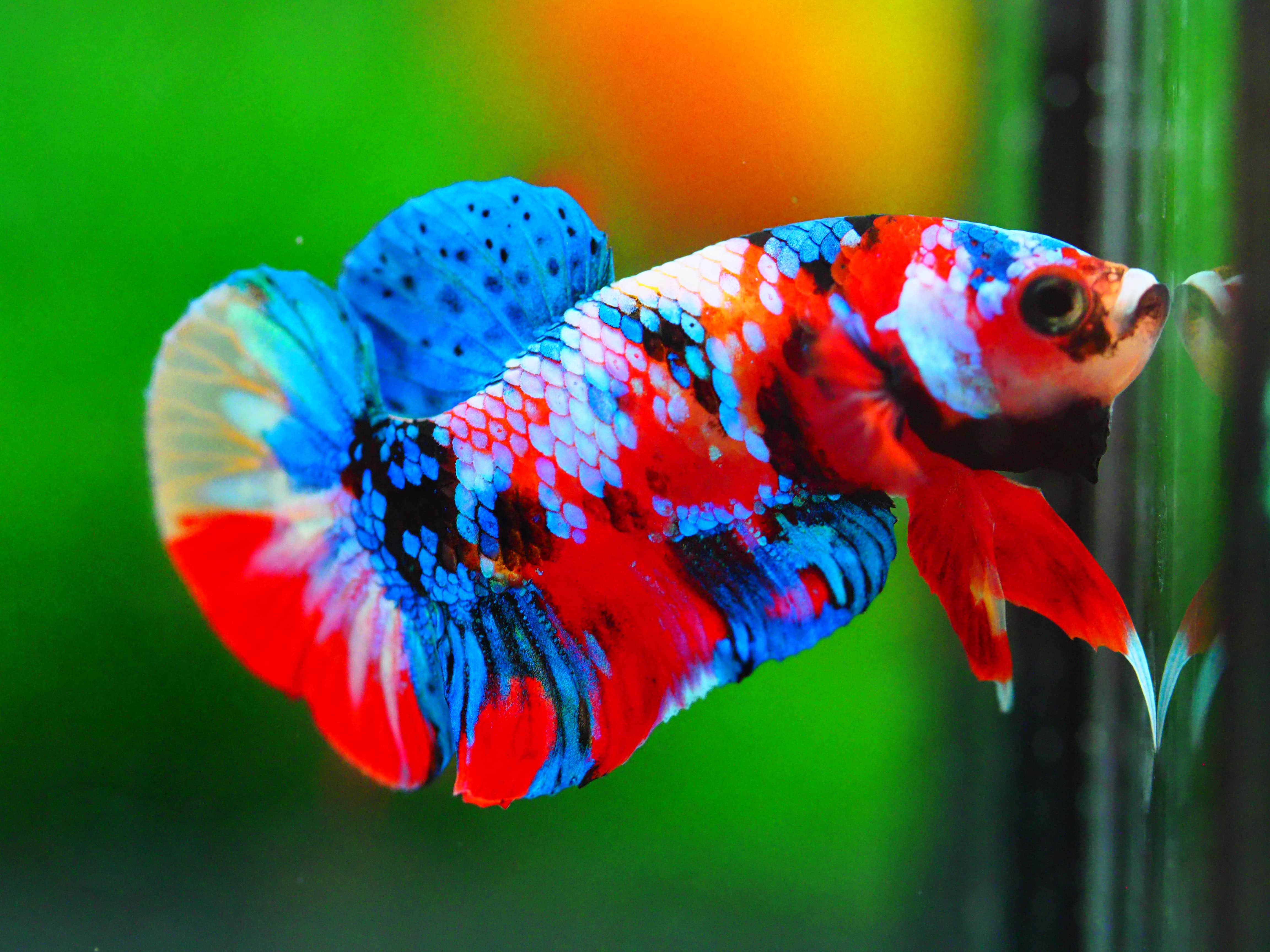 HMPK NEMO GALAXY MALE GRADE A +++