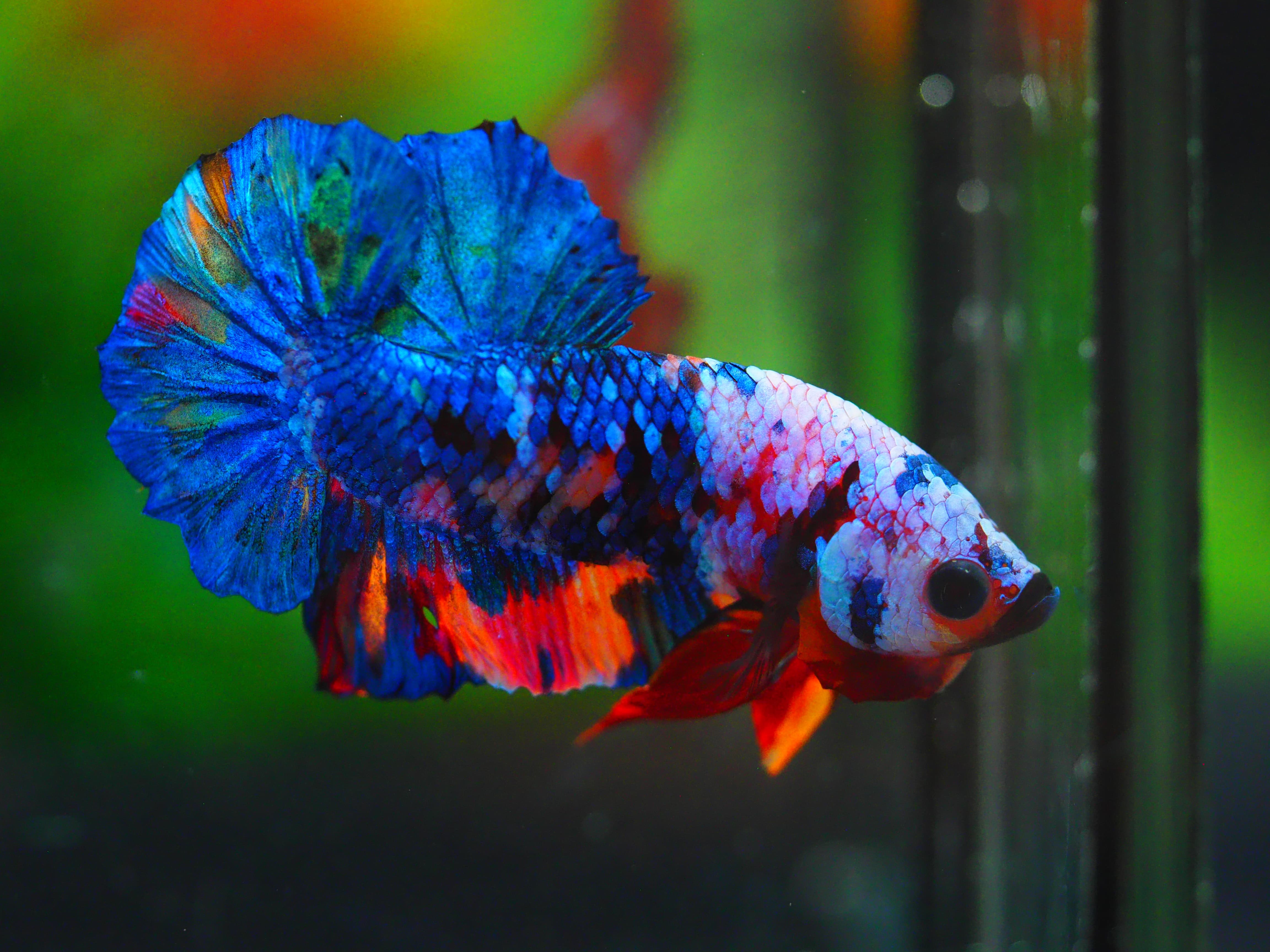 HMPK KOI GALAXY MALE GRADE A+++