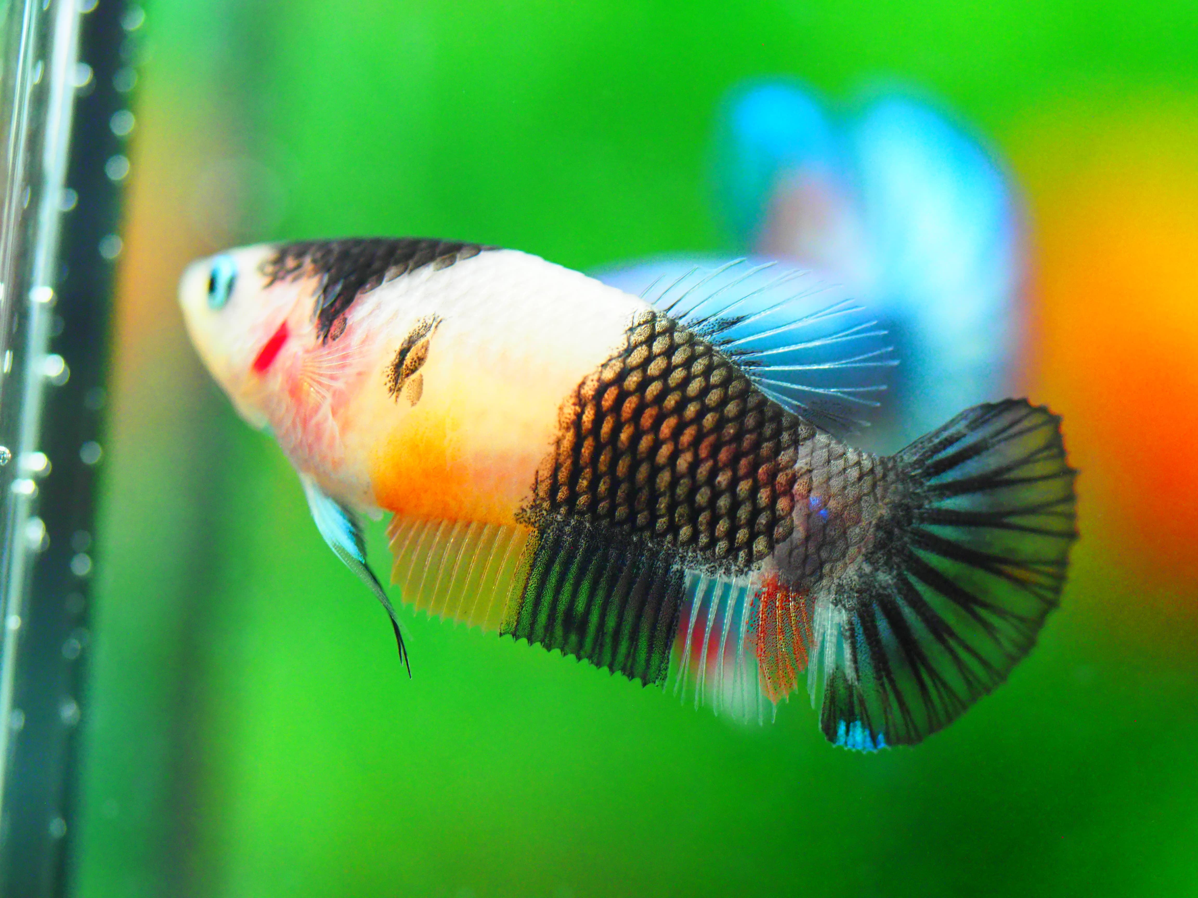 HMPK KOI GALAXY FNMALE GRADE A +++