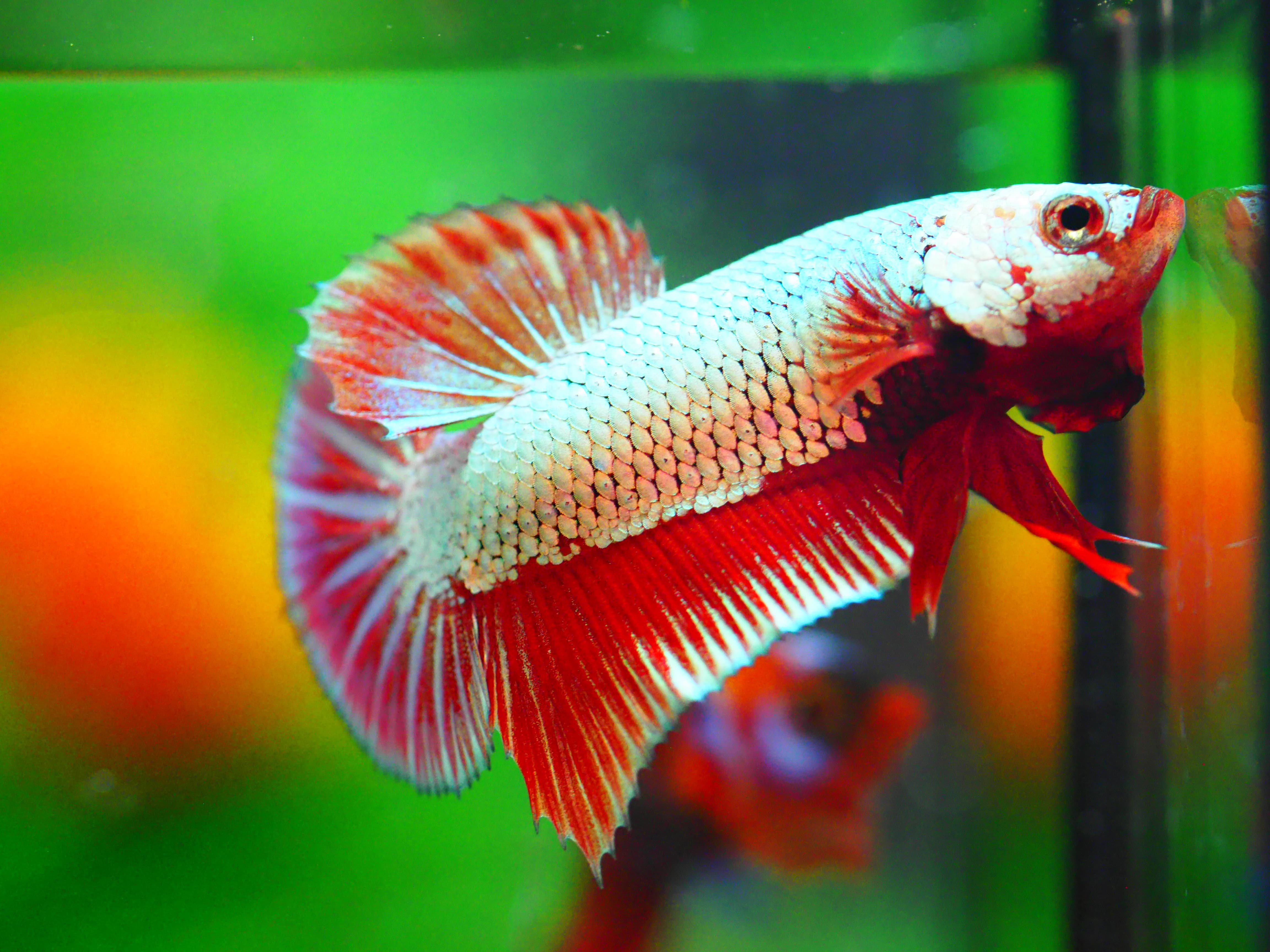 HMPK FANCY MALE GRADE A +++