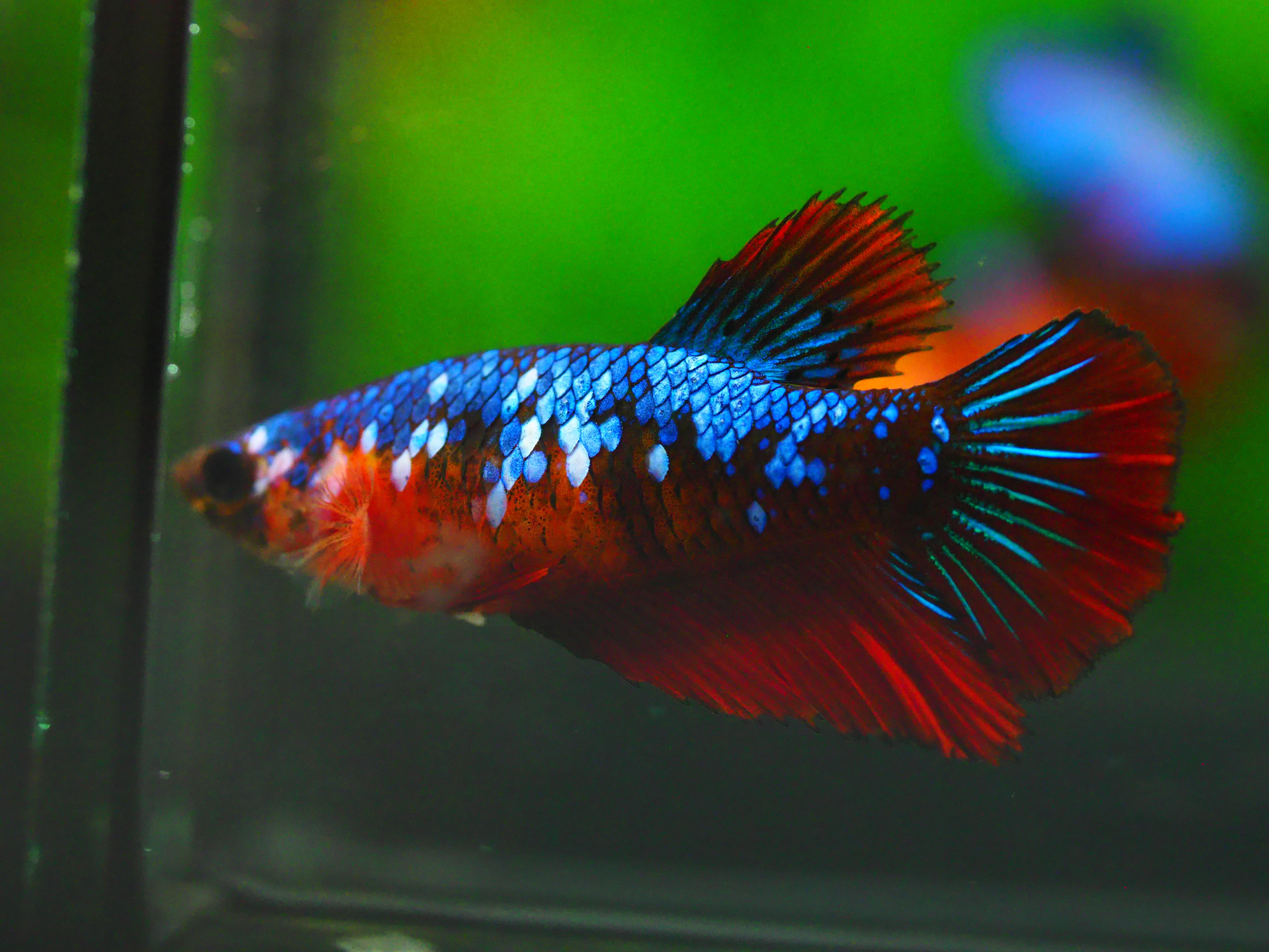 HM KOI GALAXY FN MALE GRADE A +++