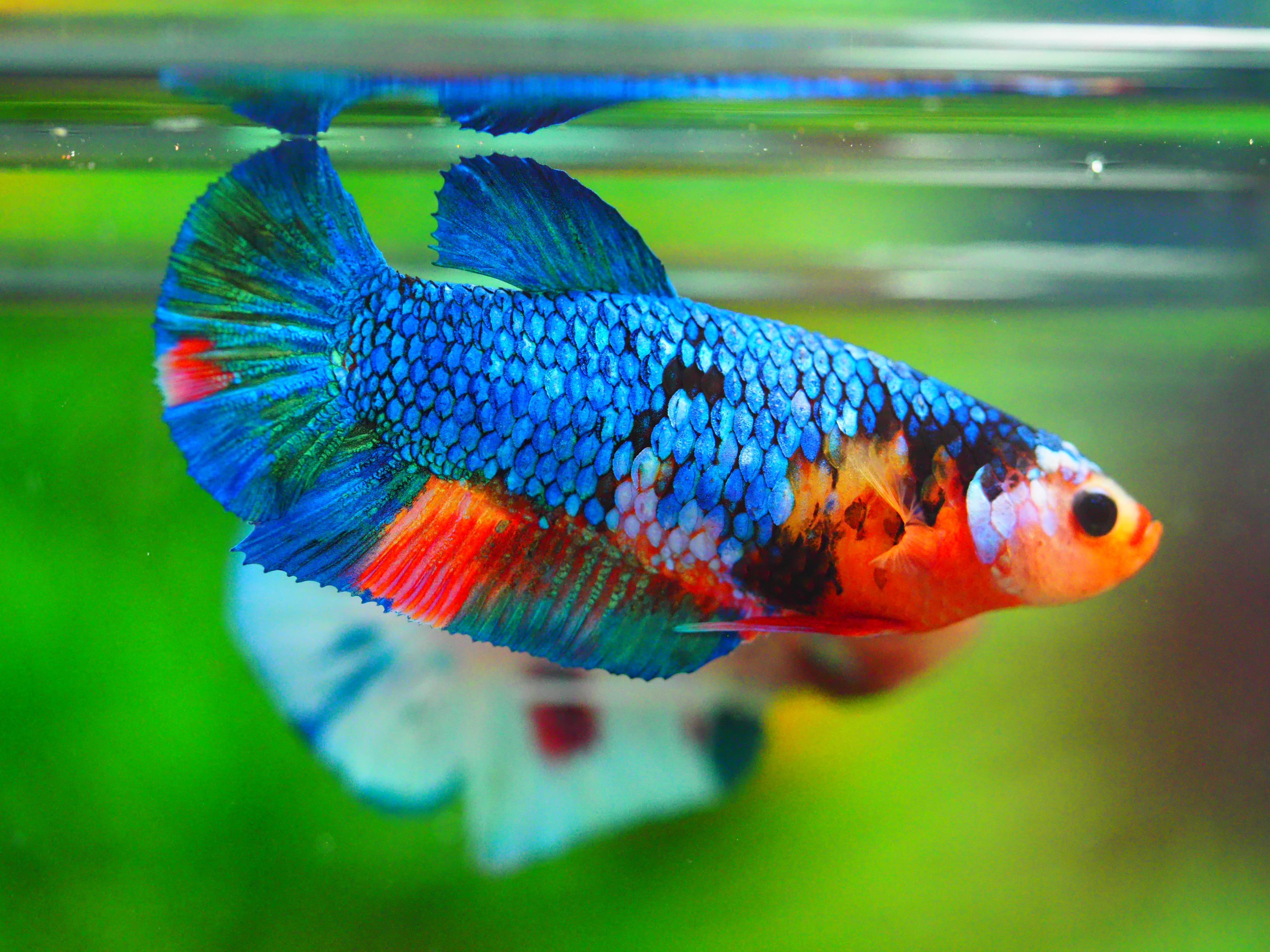 HMPK KOI GALAXY FNMALE GRADE A +++