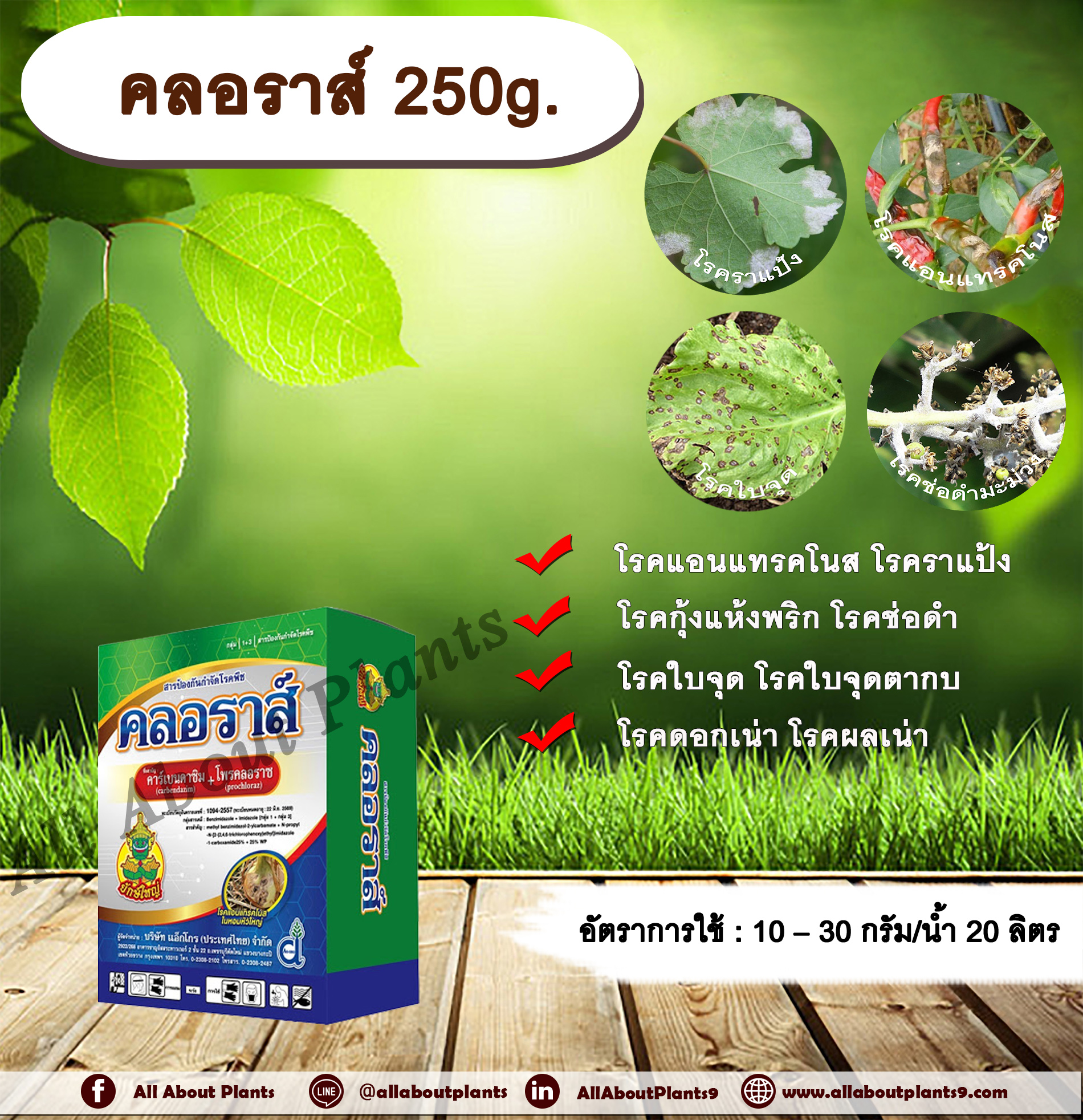 คลอราส์ 250g. คาร์เบนดาซิม+โพรคลอลาส สารกำจัดเชื้อรา โรคแอนแทรคโนส โรคกุ้งแห้ง โรคดอกดำในมะม่วง โรคราแป้ง โรคพืช allaboutplants ชิ้น