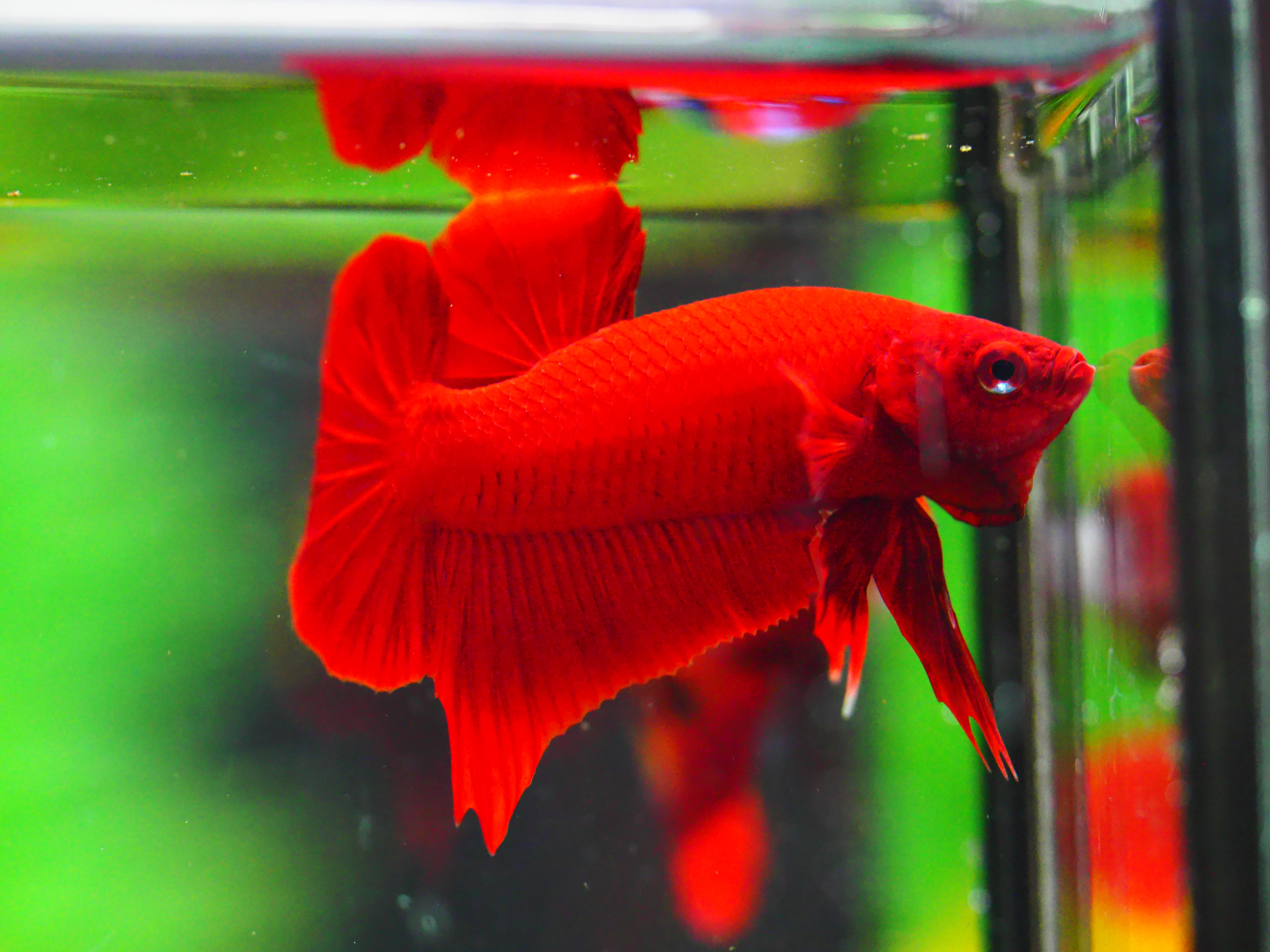 HMPK RED MALE GRADE A +++