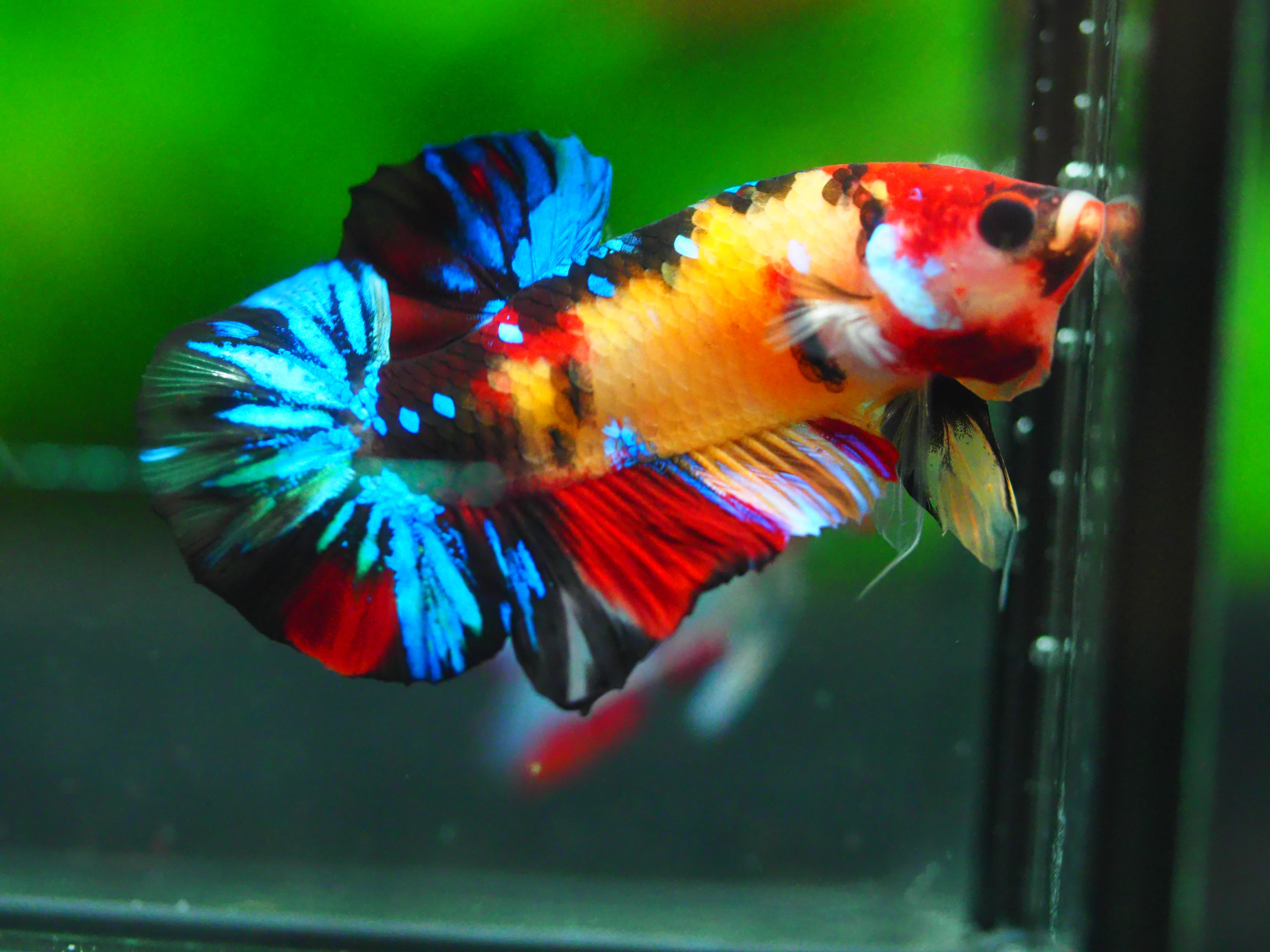 HMPK NEMO GALAXY MALE GRADE A +++