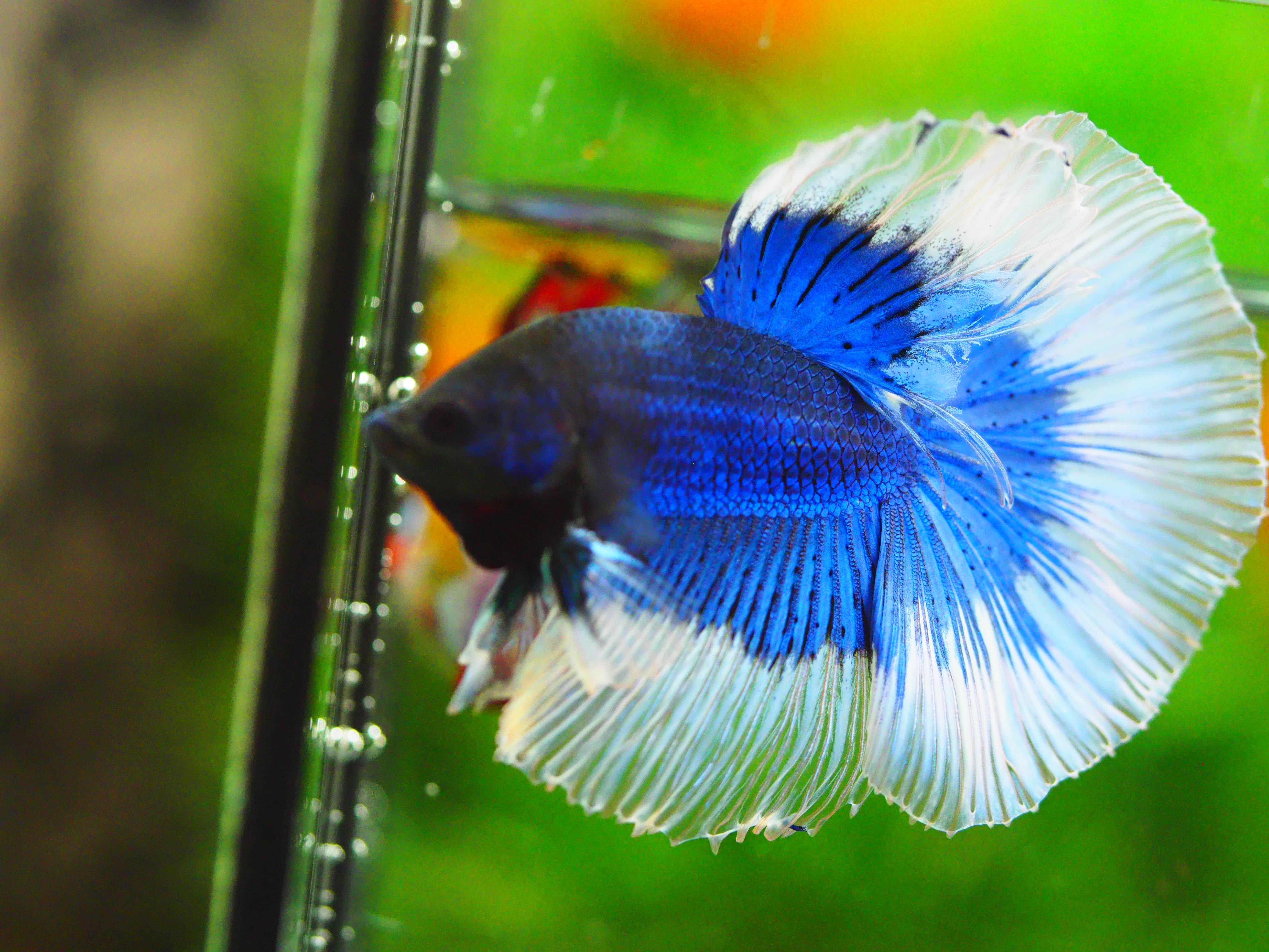 HM FANCY MALE GRADE A +++