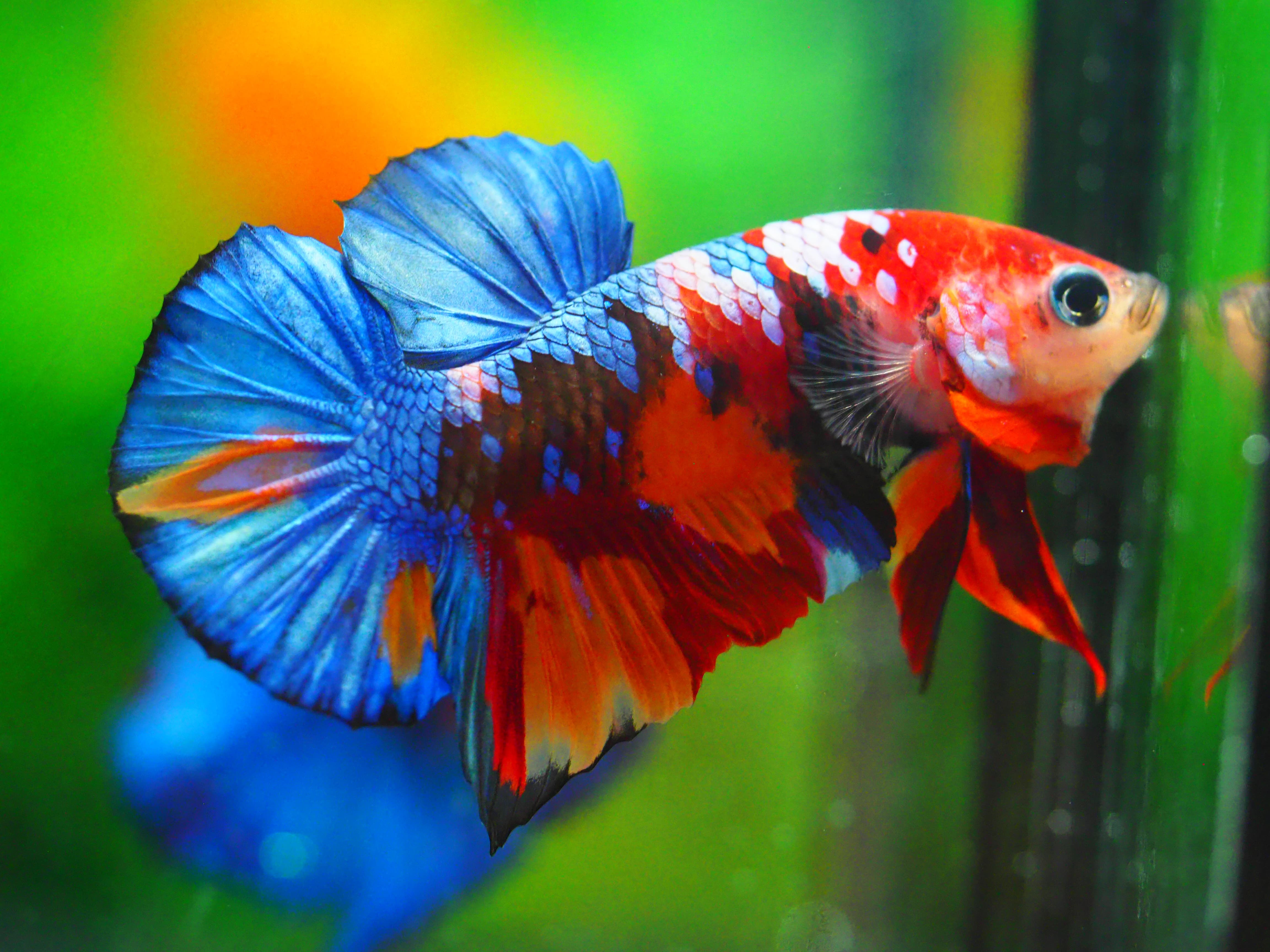 HMPK KOI GALAXY MALE GRADE A +++