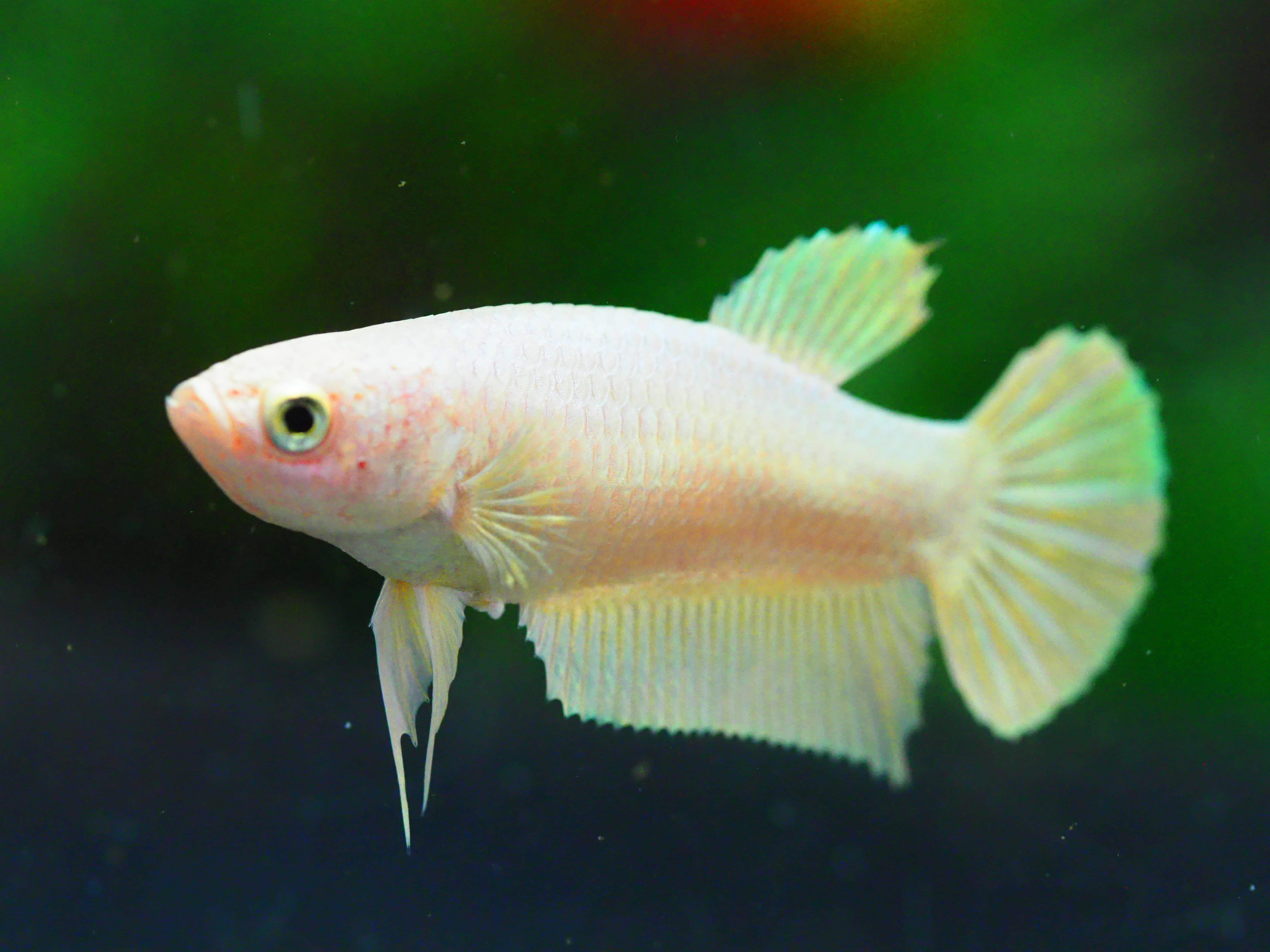 HMPK GOLD FNMALE GRADE A +++