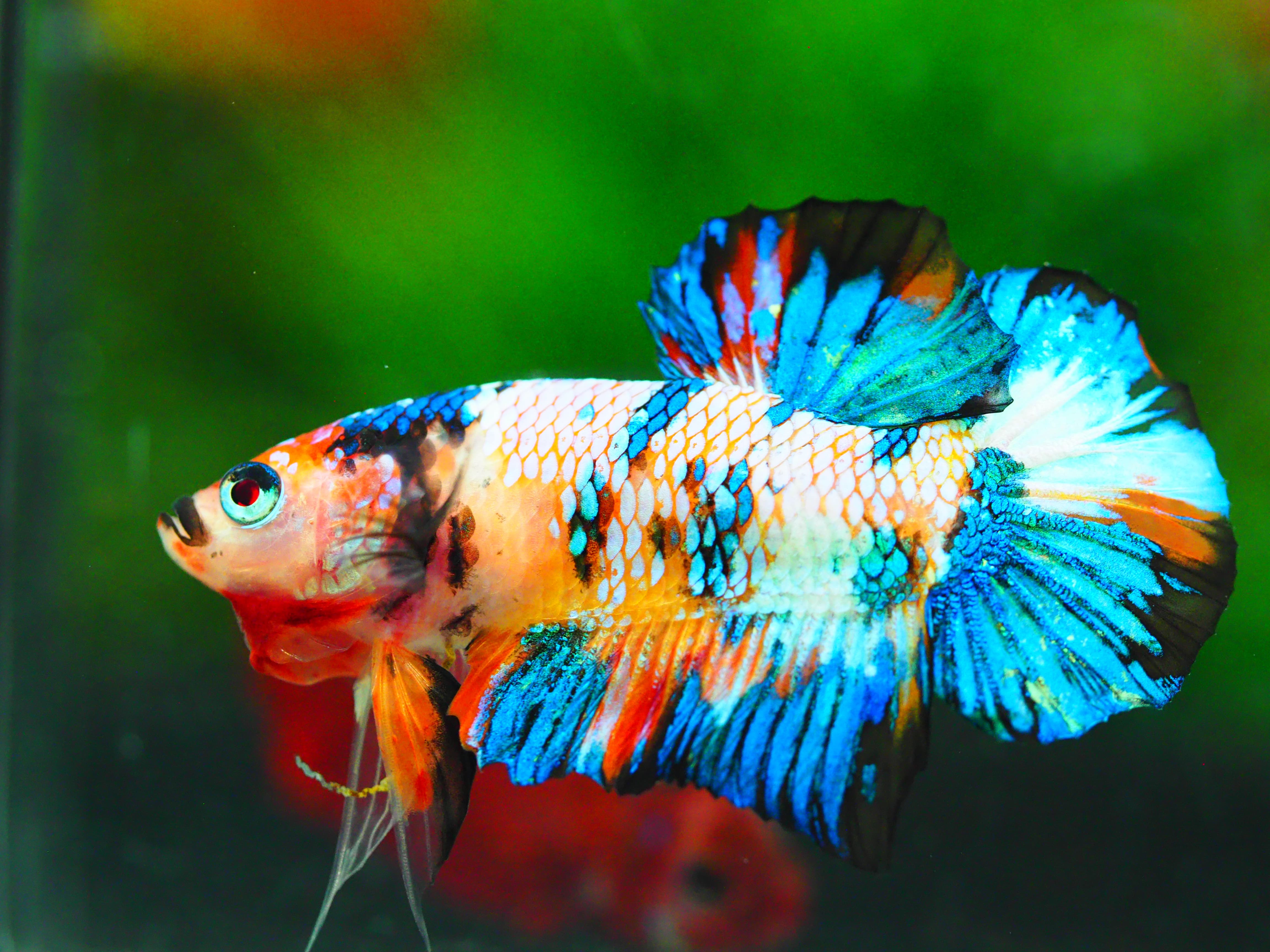 HMPK KOI GALAXY MALE GRADE A +++