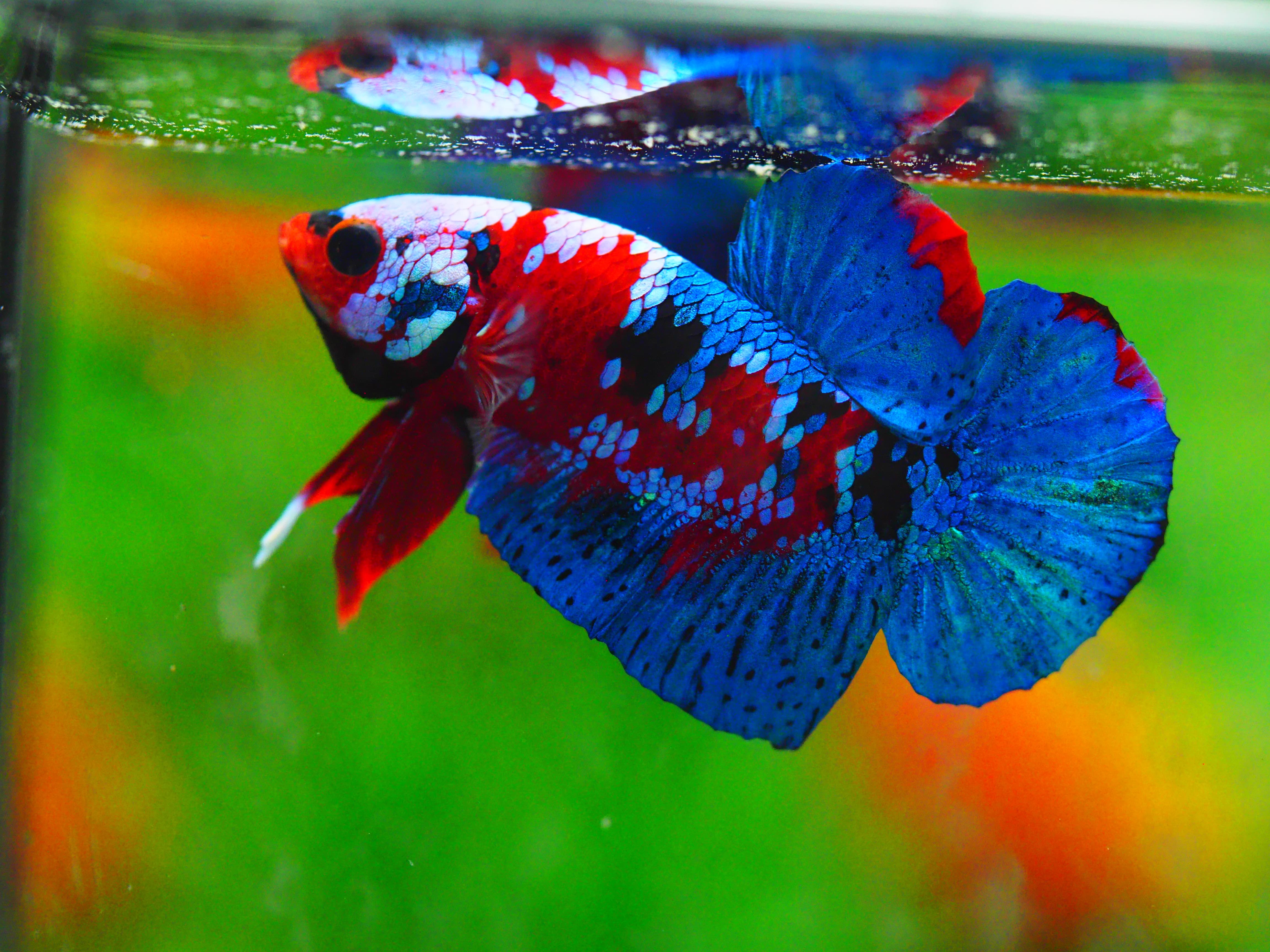 HMPK KOI GALAXY MALE GRADE A +++