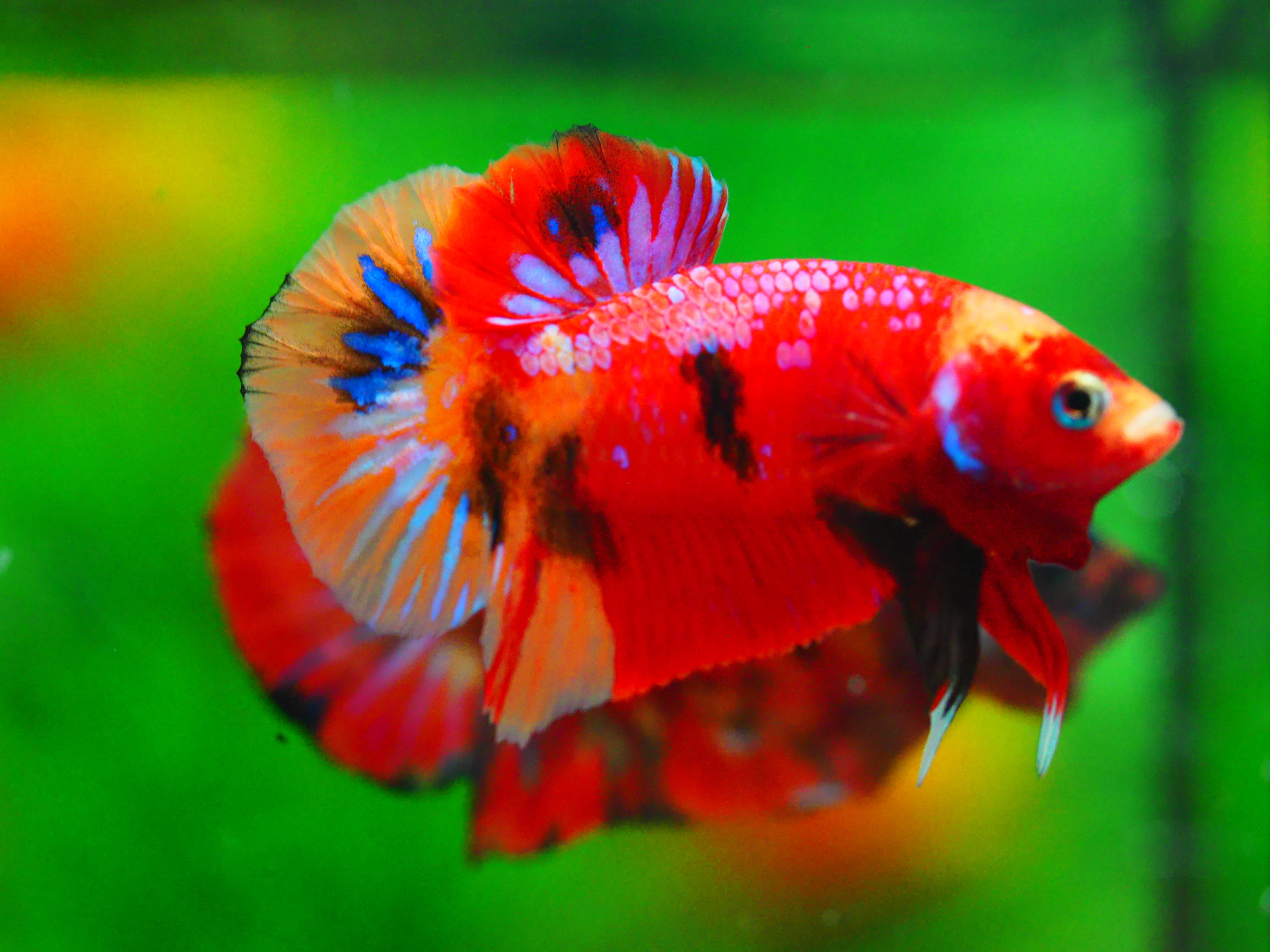 HMPK NEMO GALAXY MALE GRADE A +++