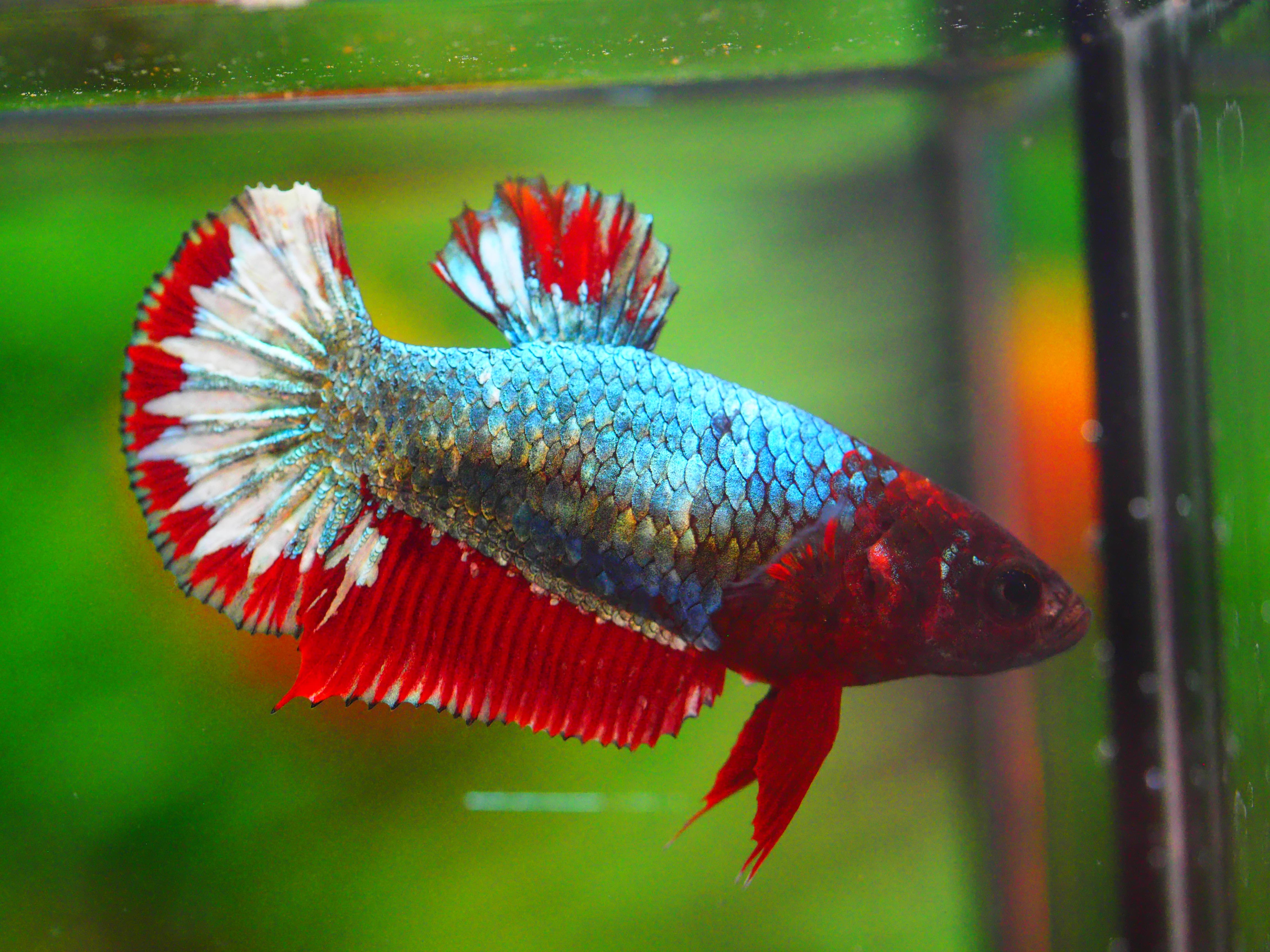 HMPK FANCY FEMALE GRADE A +++