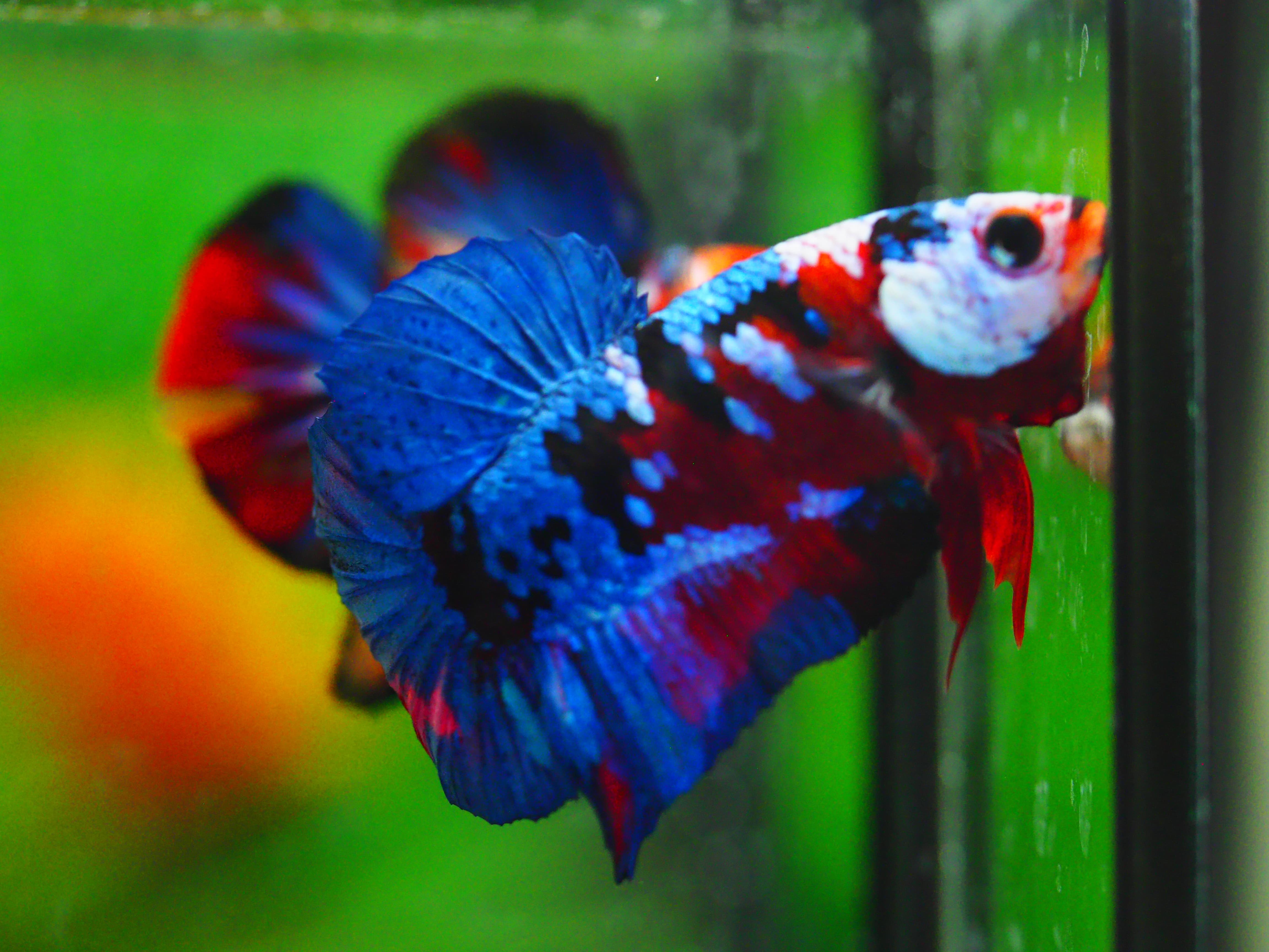 HMPK KOI GALAXY MALE GRADE A +++