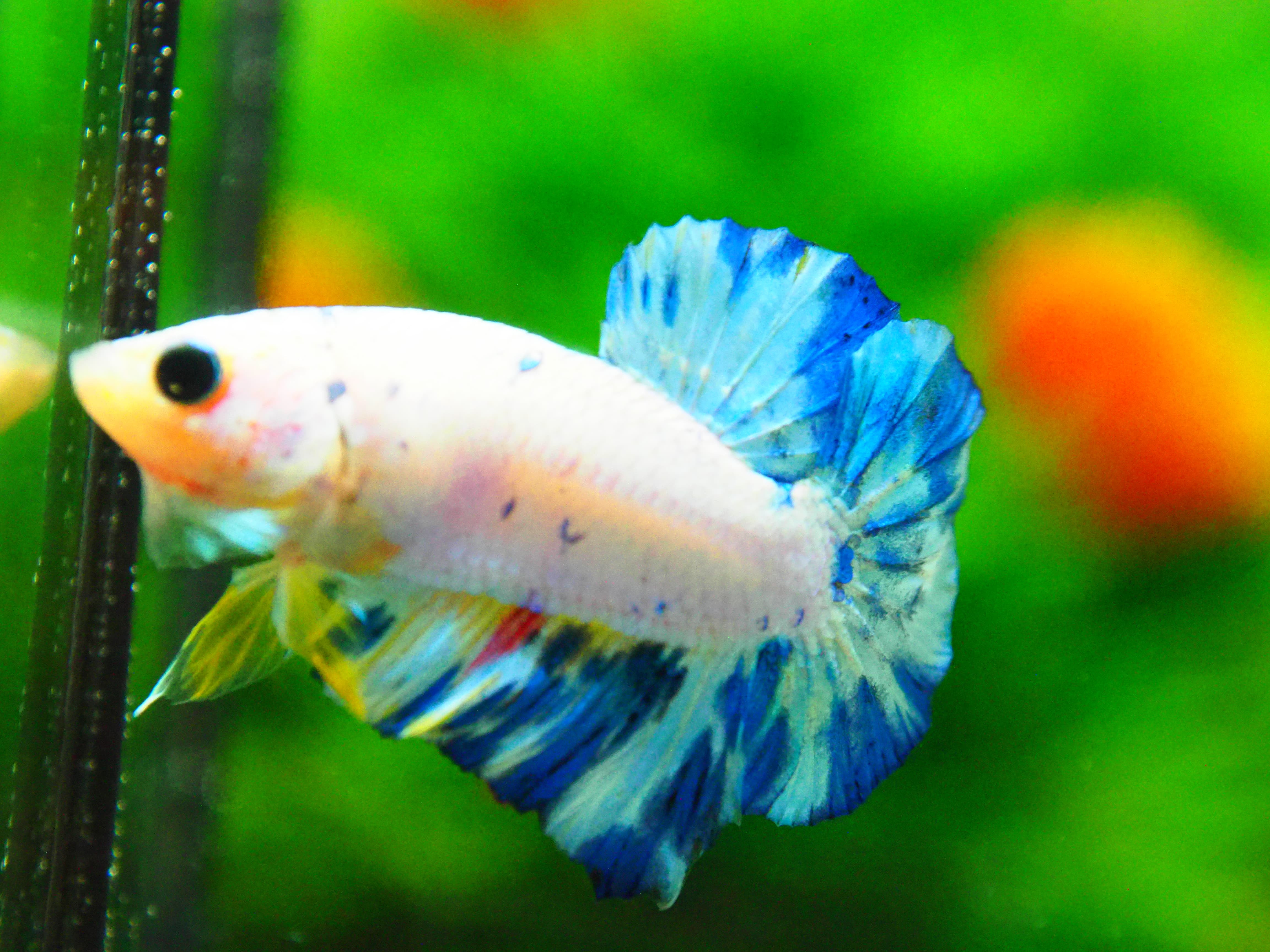 HMPK FANCY MALE GRADE A +++