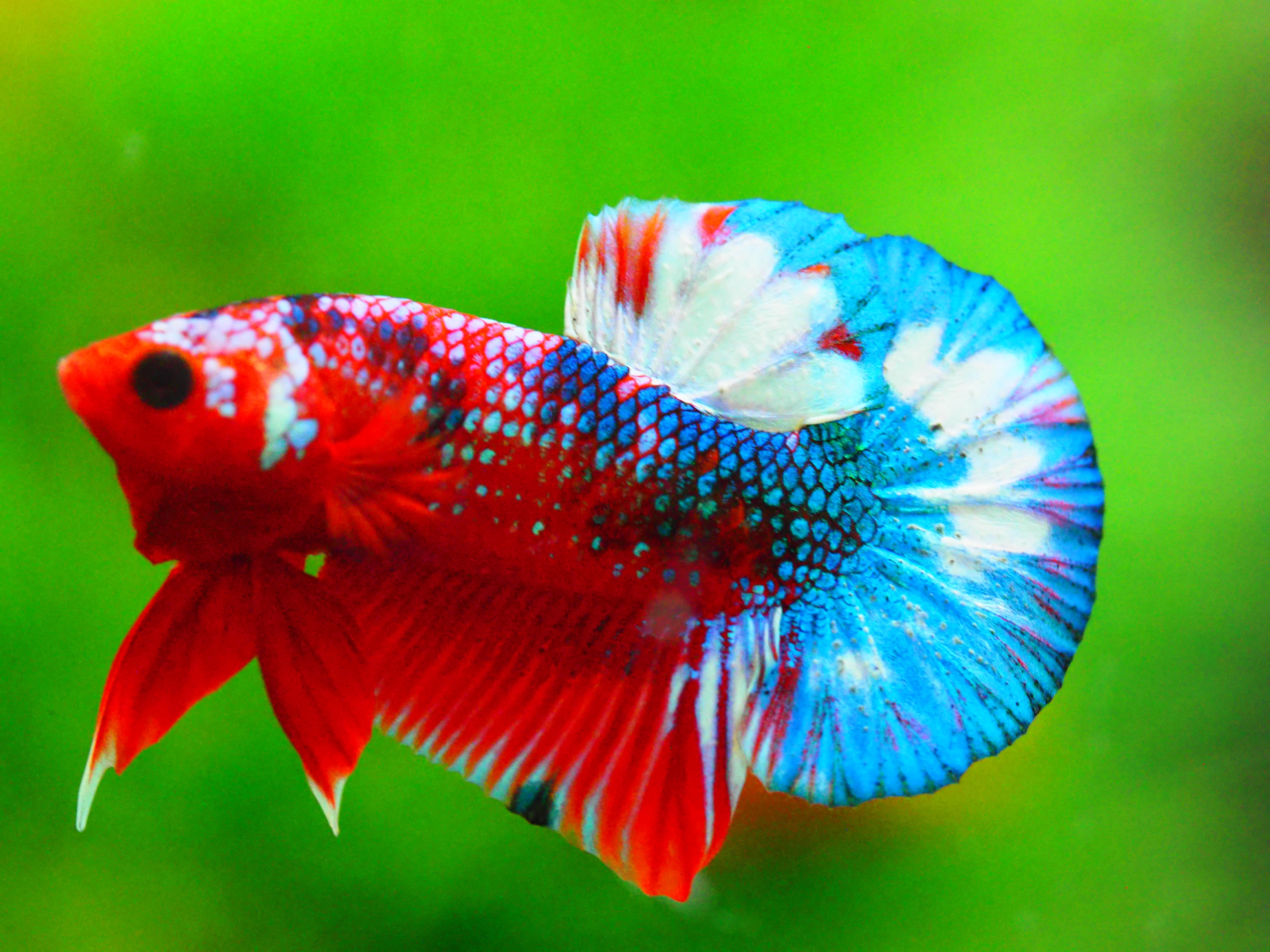 HMPK FANCY MALE GRADE A +++