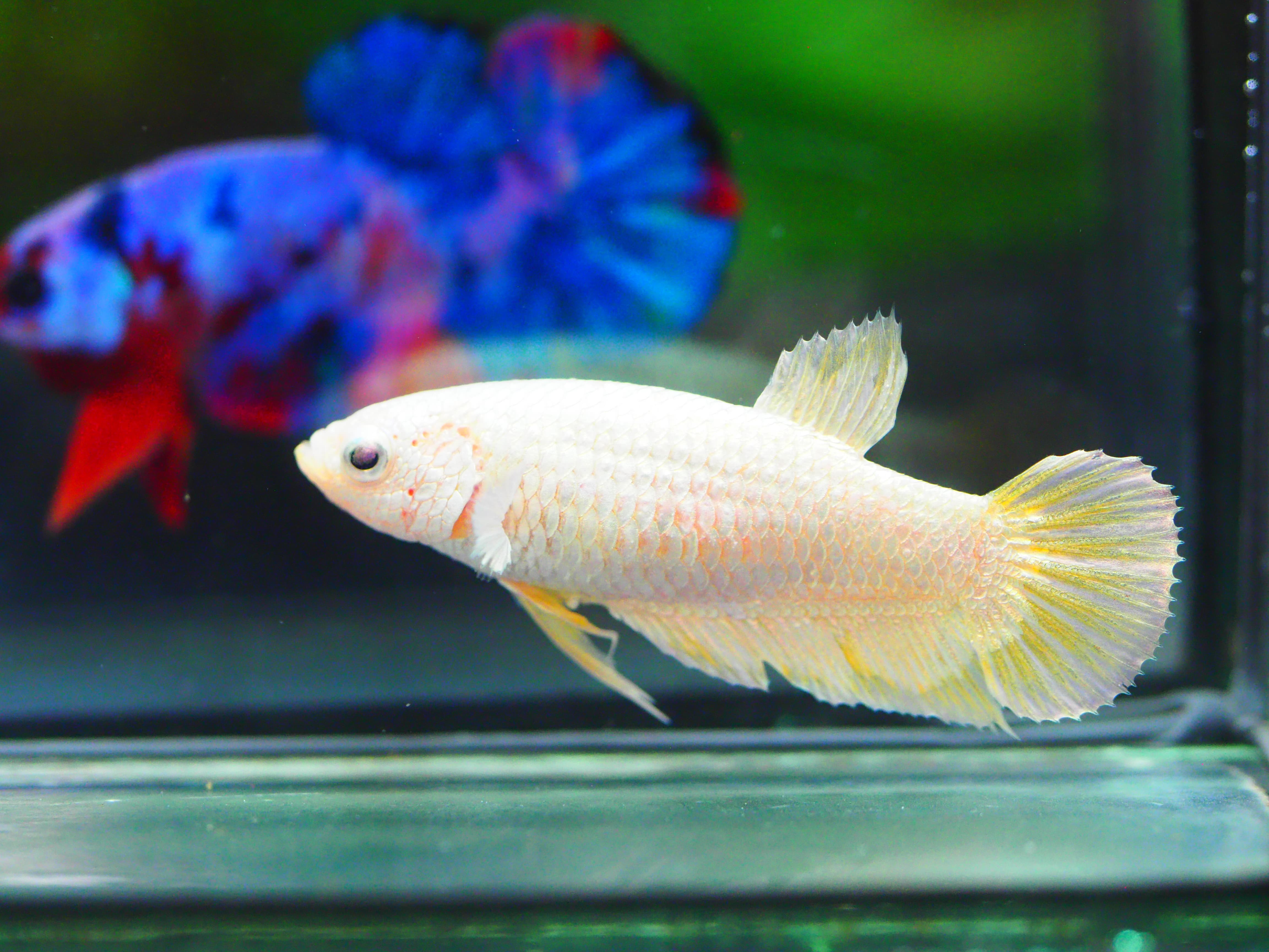 HMPK DRAGON FEMALE GRADE A +++