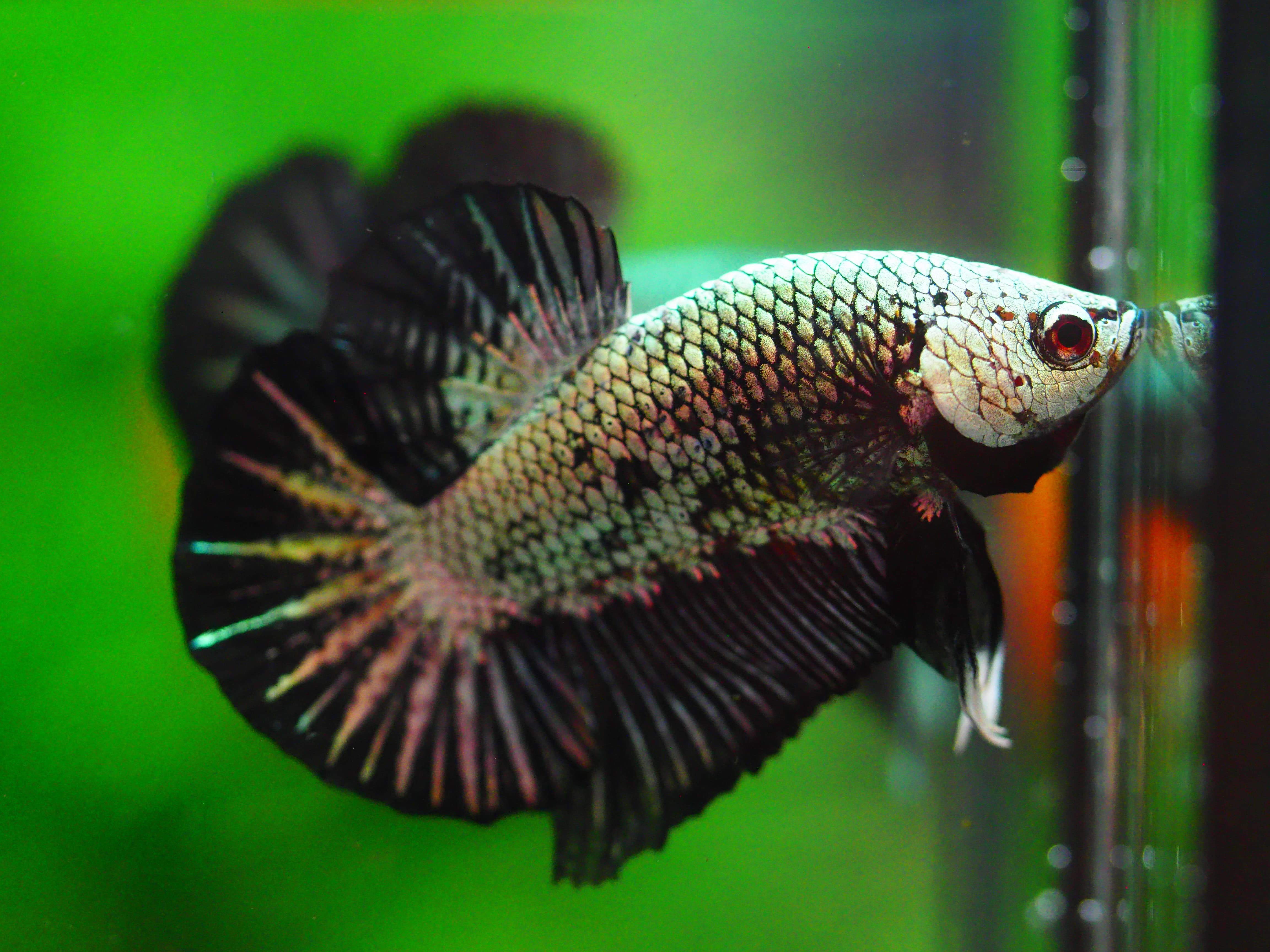 HMP BLACK DRAGON MALE GRADE A +++