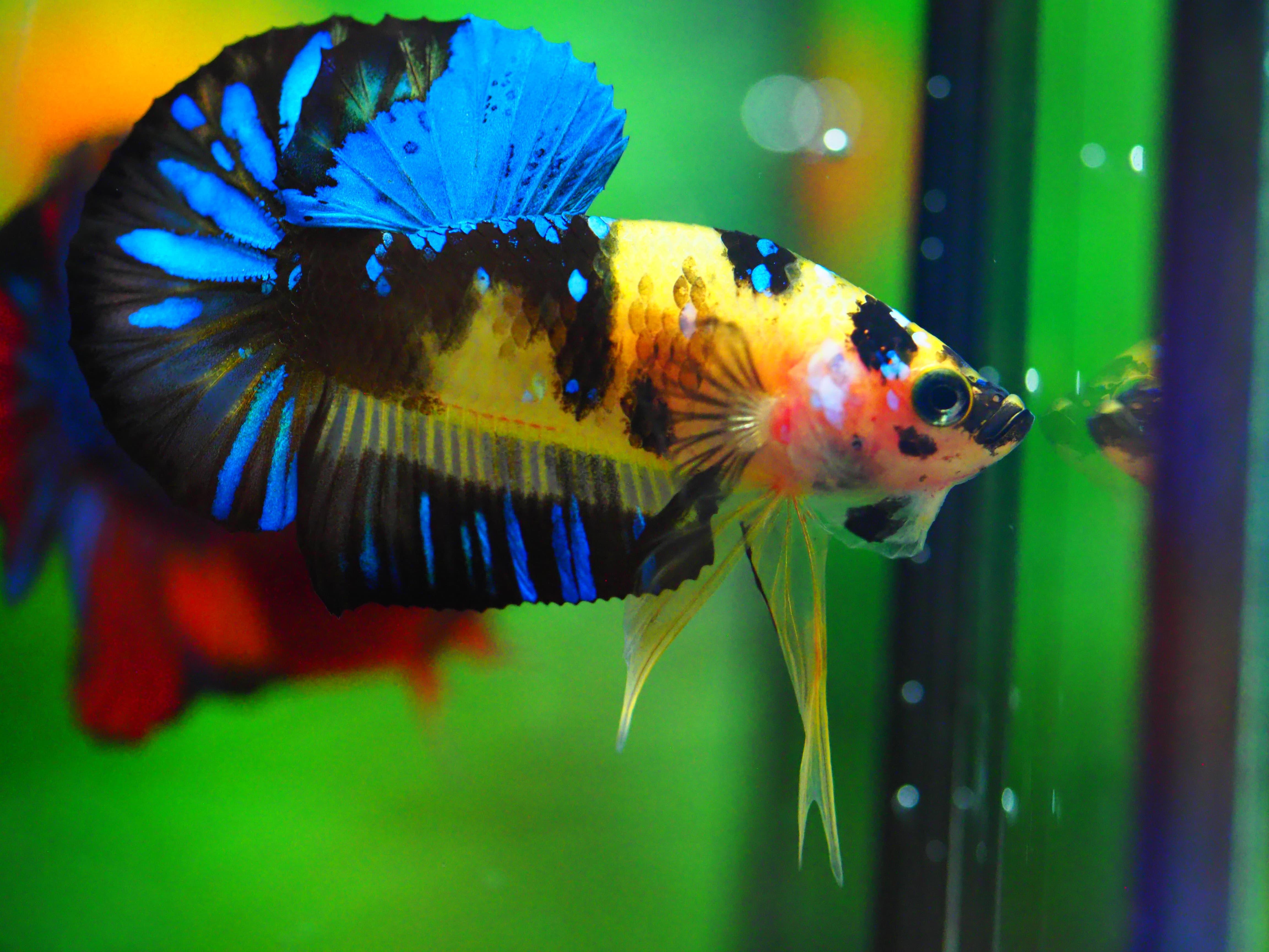 HMPK KOI GALAXY MALE GRADE A +++