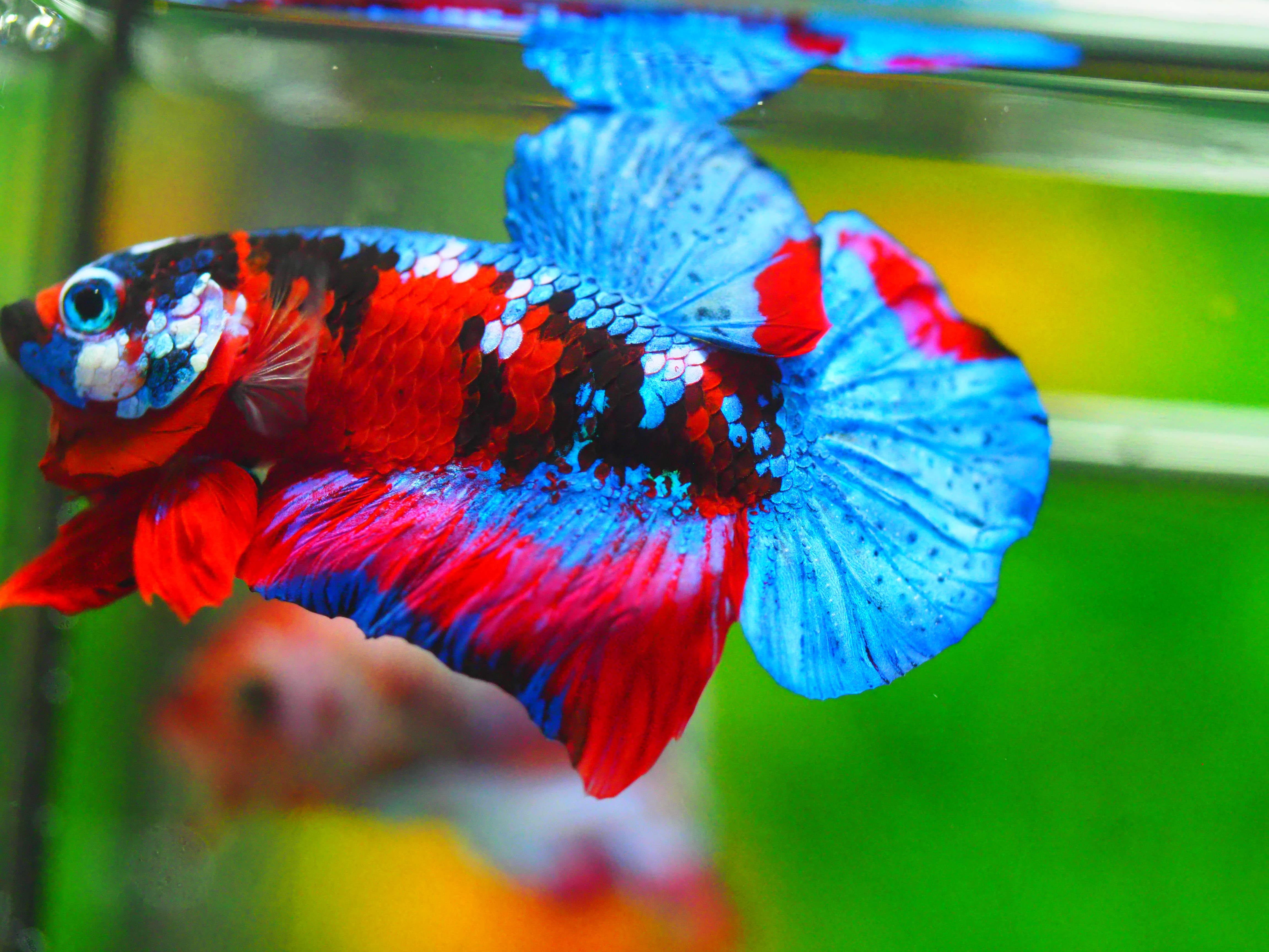 HMPK KOI GALAXY MALE GRADE A +++