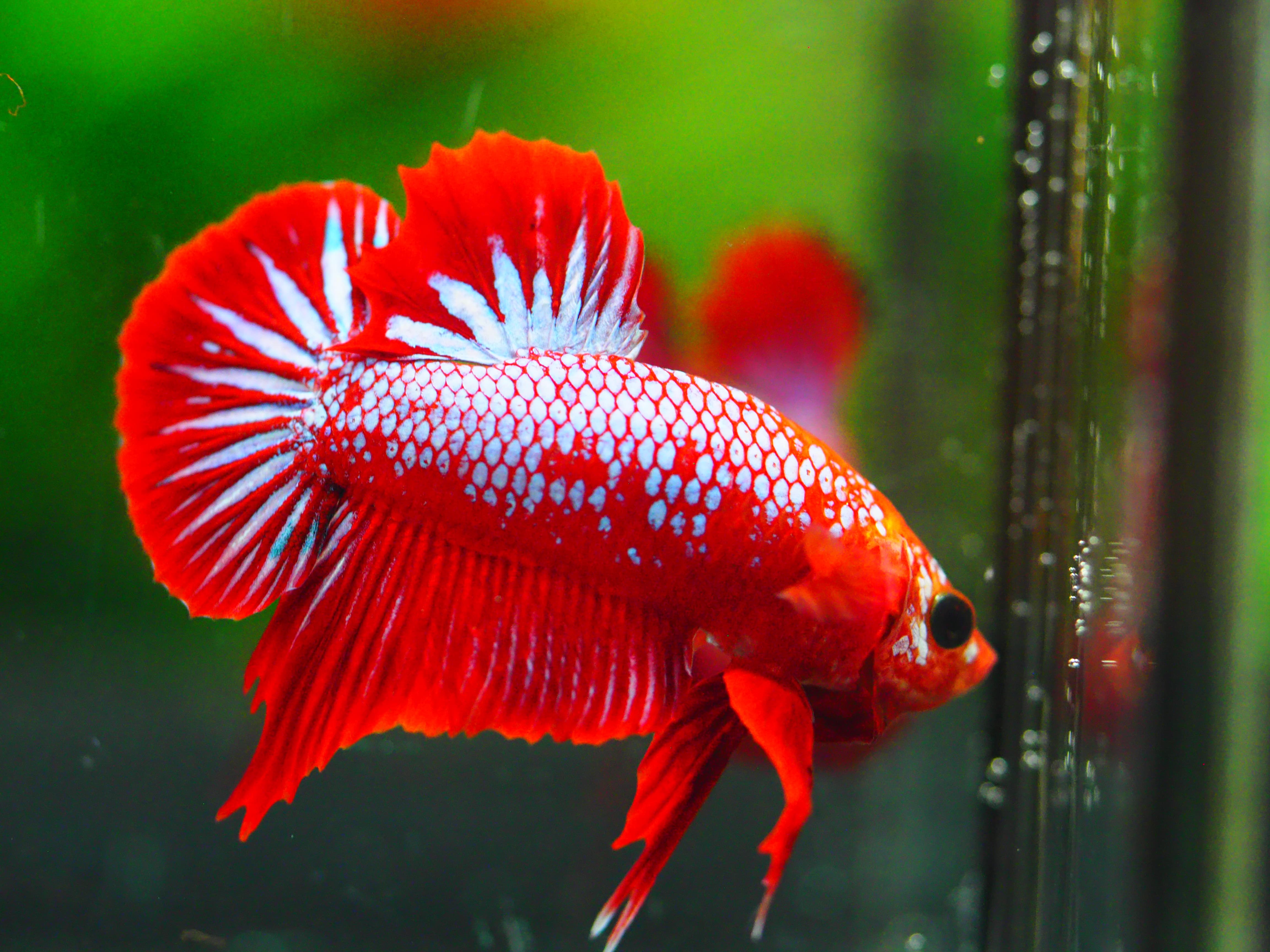 HMPK FANCY MALE GRADE A +++