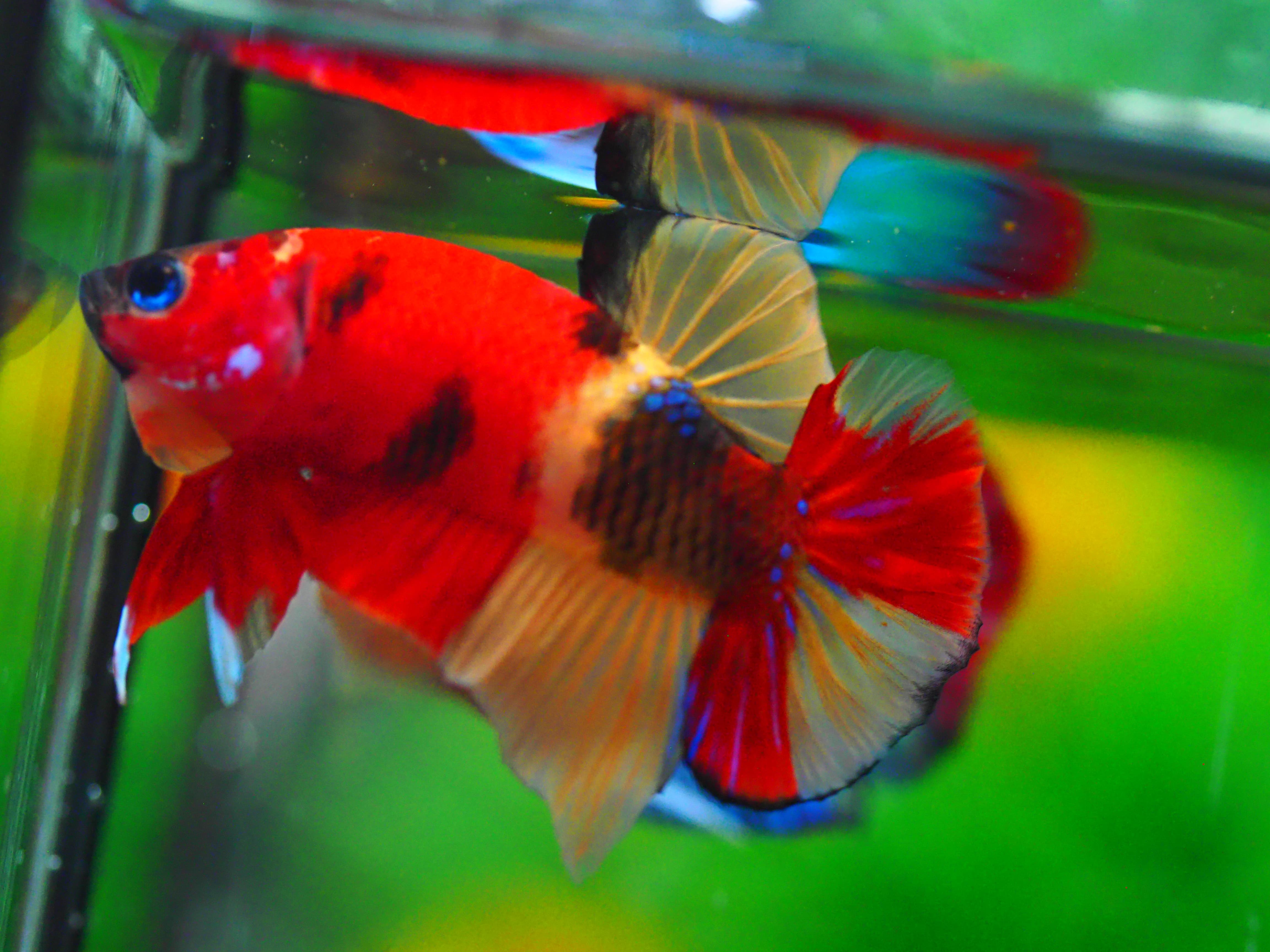 HMPK NEMO MALE GRADE A +++