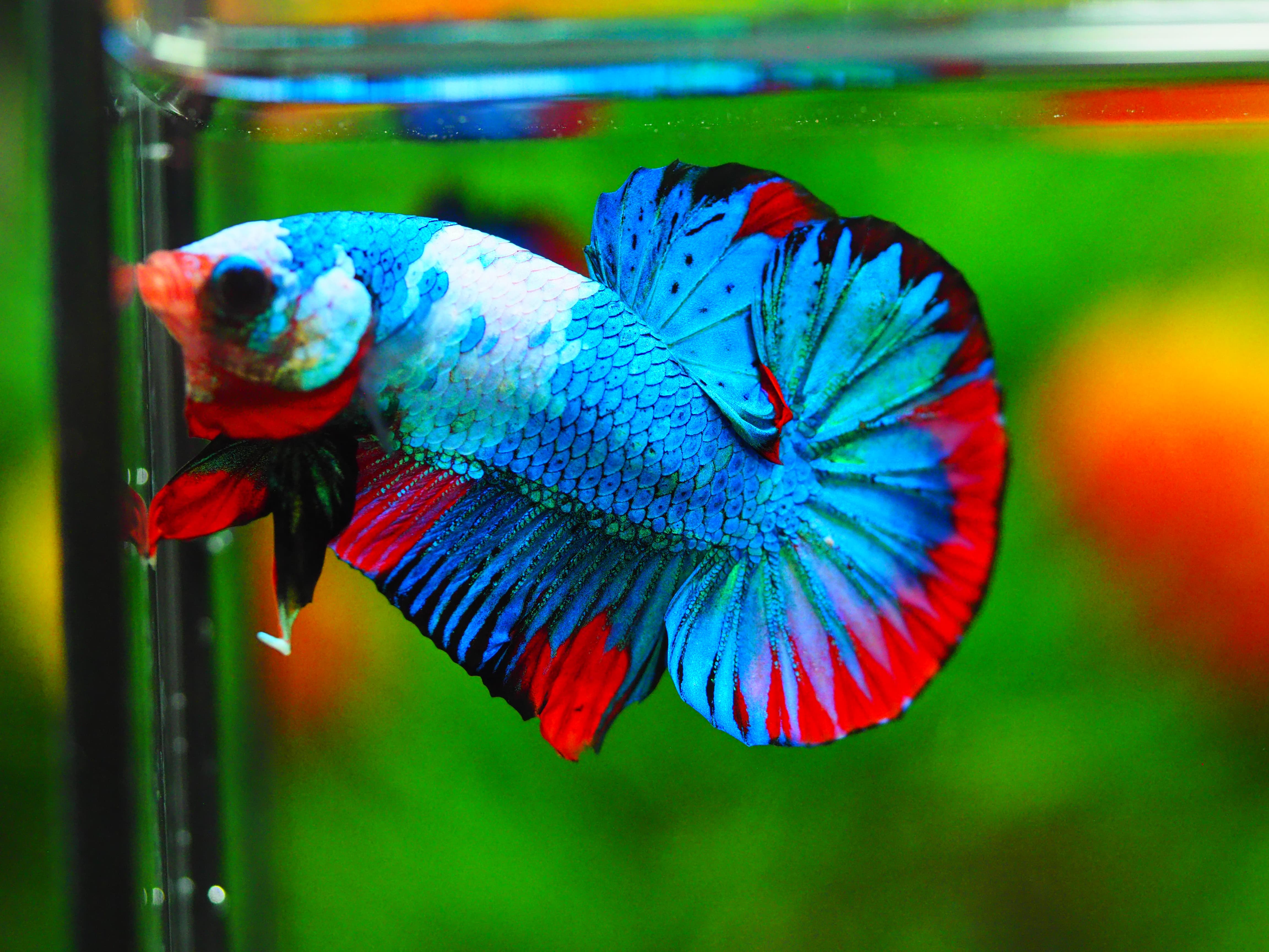 HMPK KOI GALAXY MALE GRADE A+++