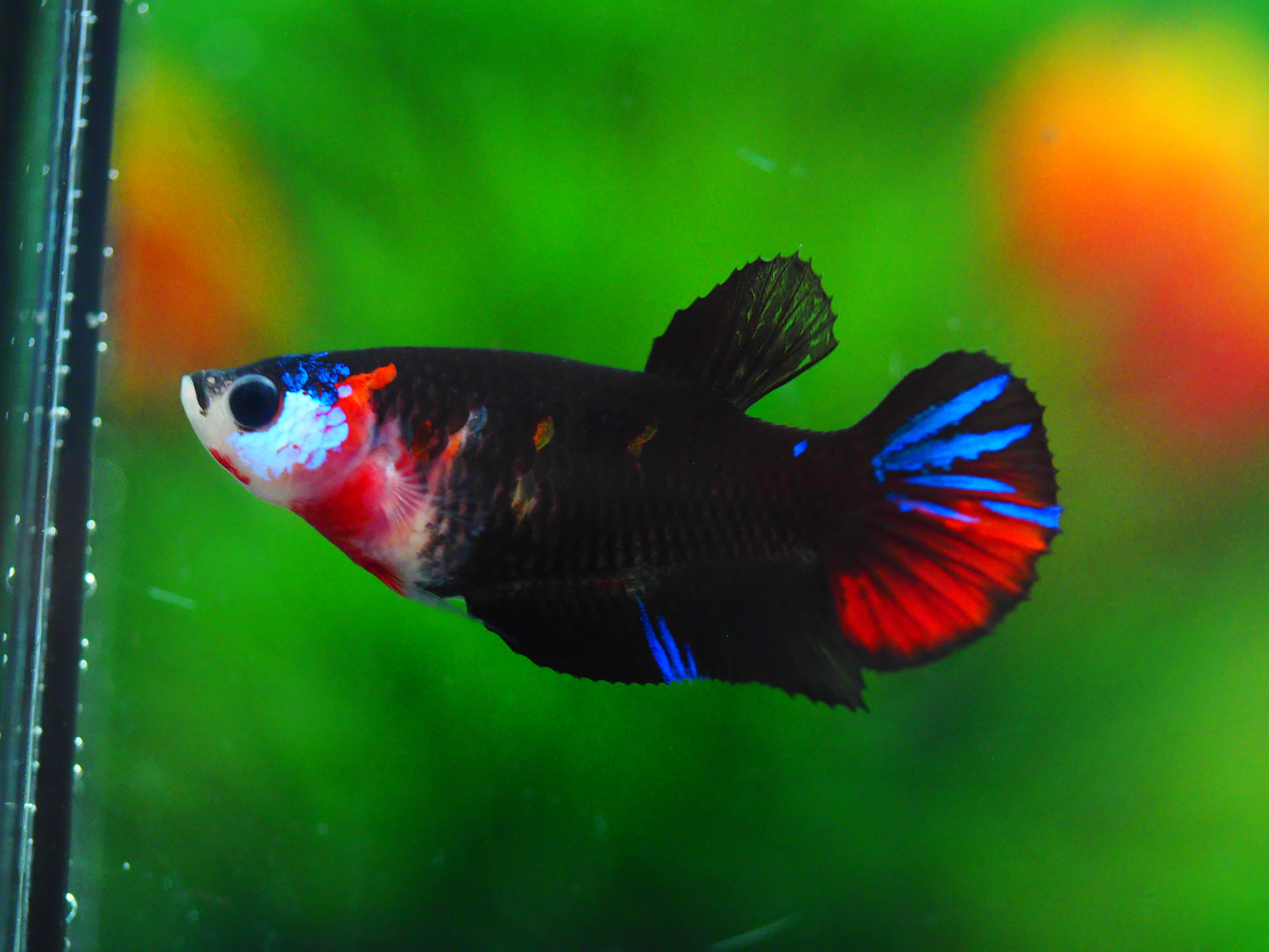 HMPK KOI GLAXY GRADE A++ FEMALE