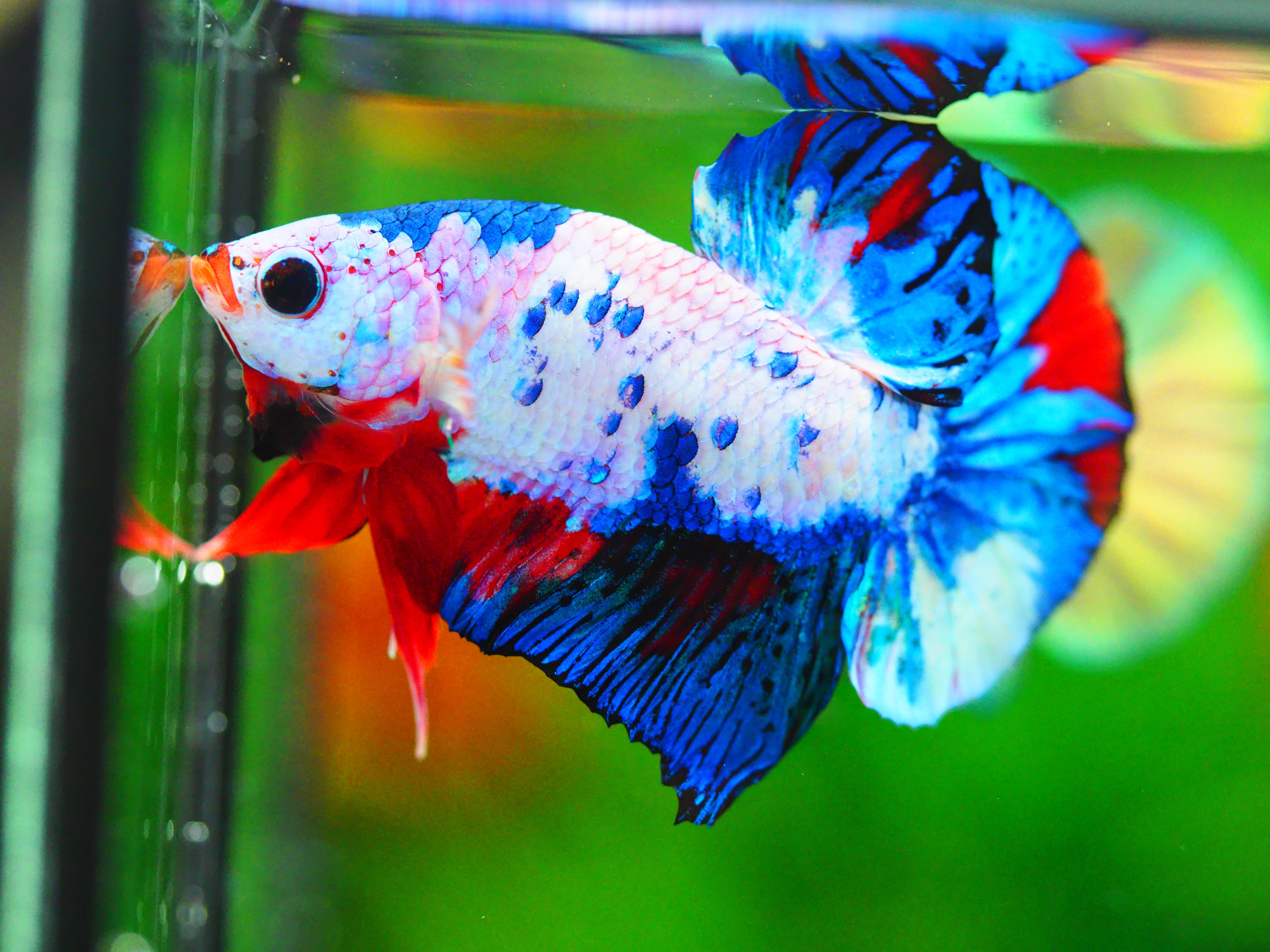 HMPK KOI FANCY MALE GRADE A +++
