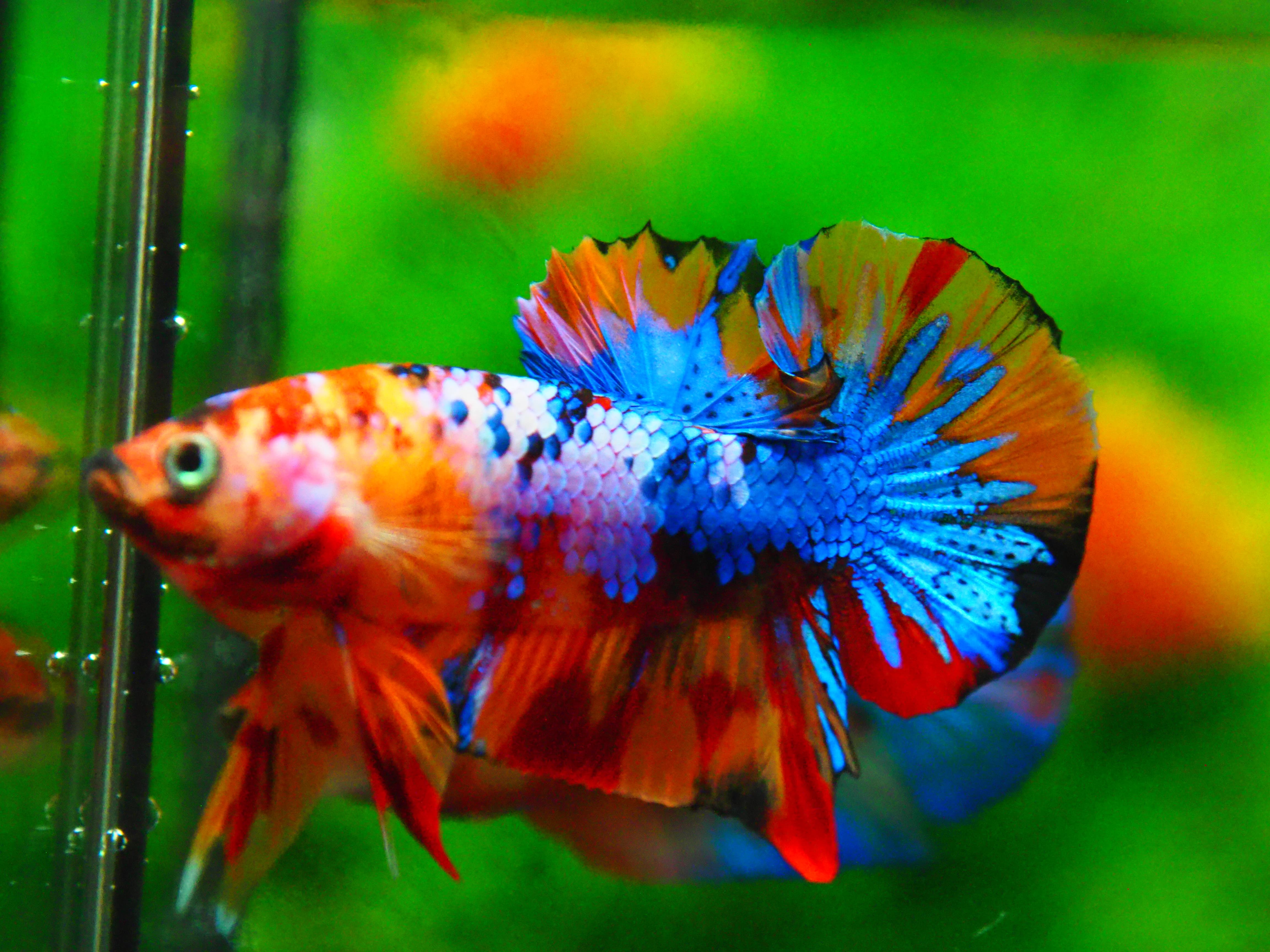 HMPK NEMO GALAXY MALE GRADE A +++