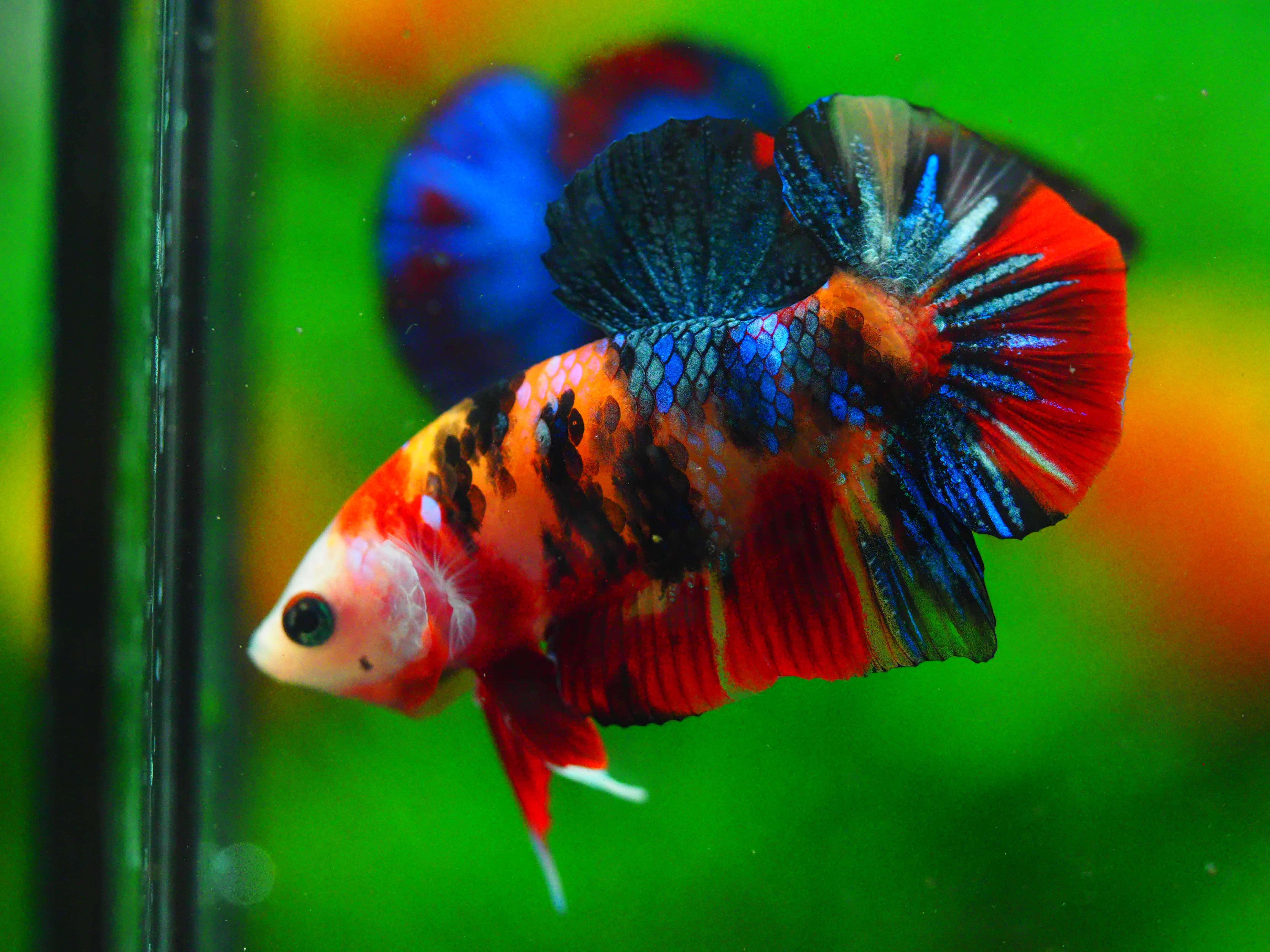 HMPK NEMO GALAXY MALE GRADE A +++