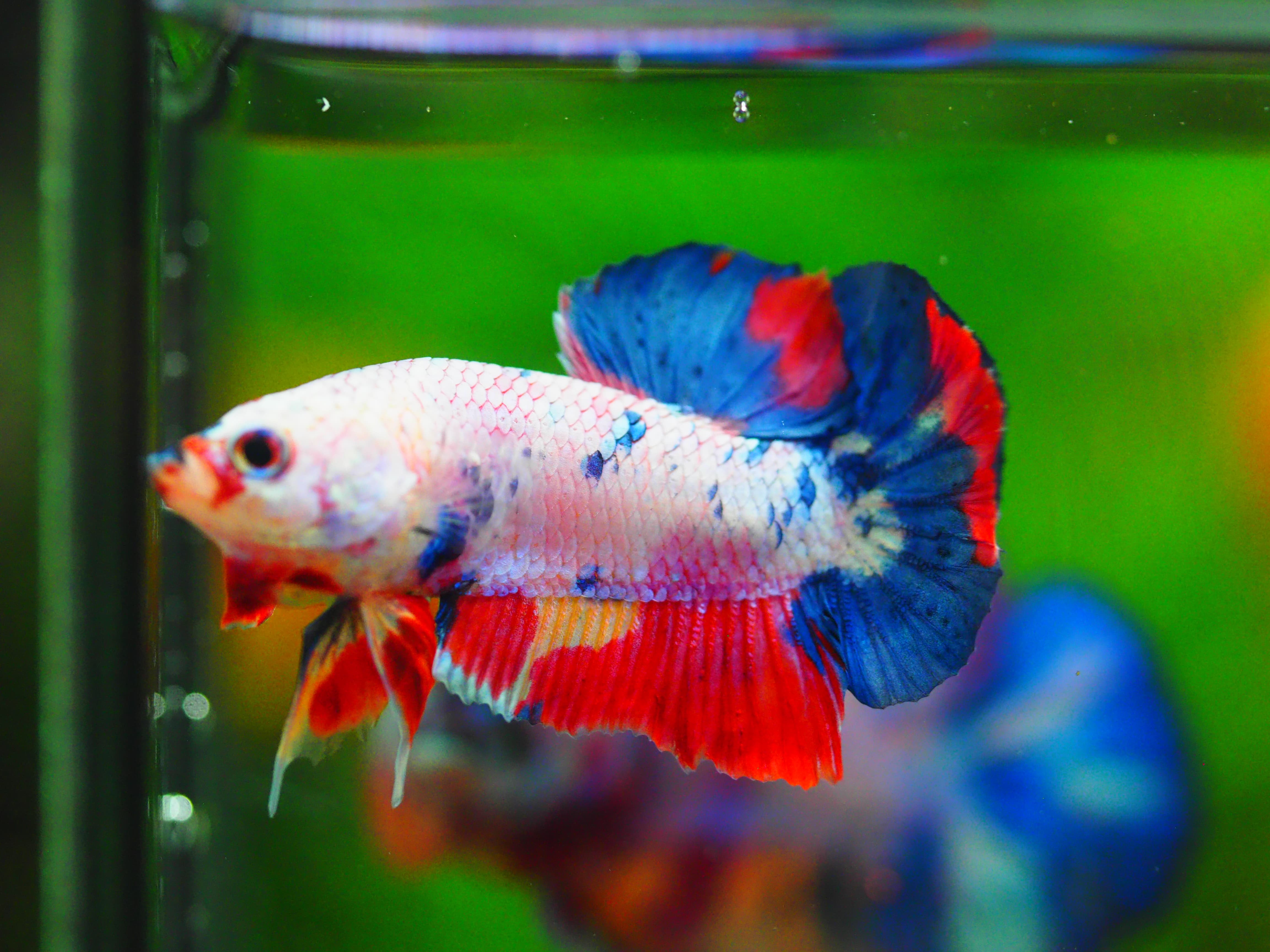 HMPK CANDY MALE GRADE A++