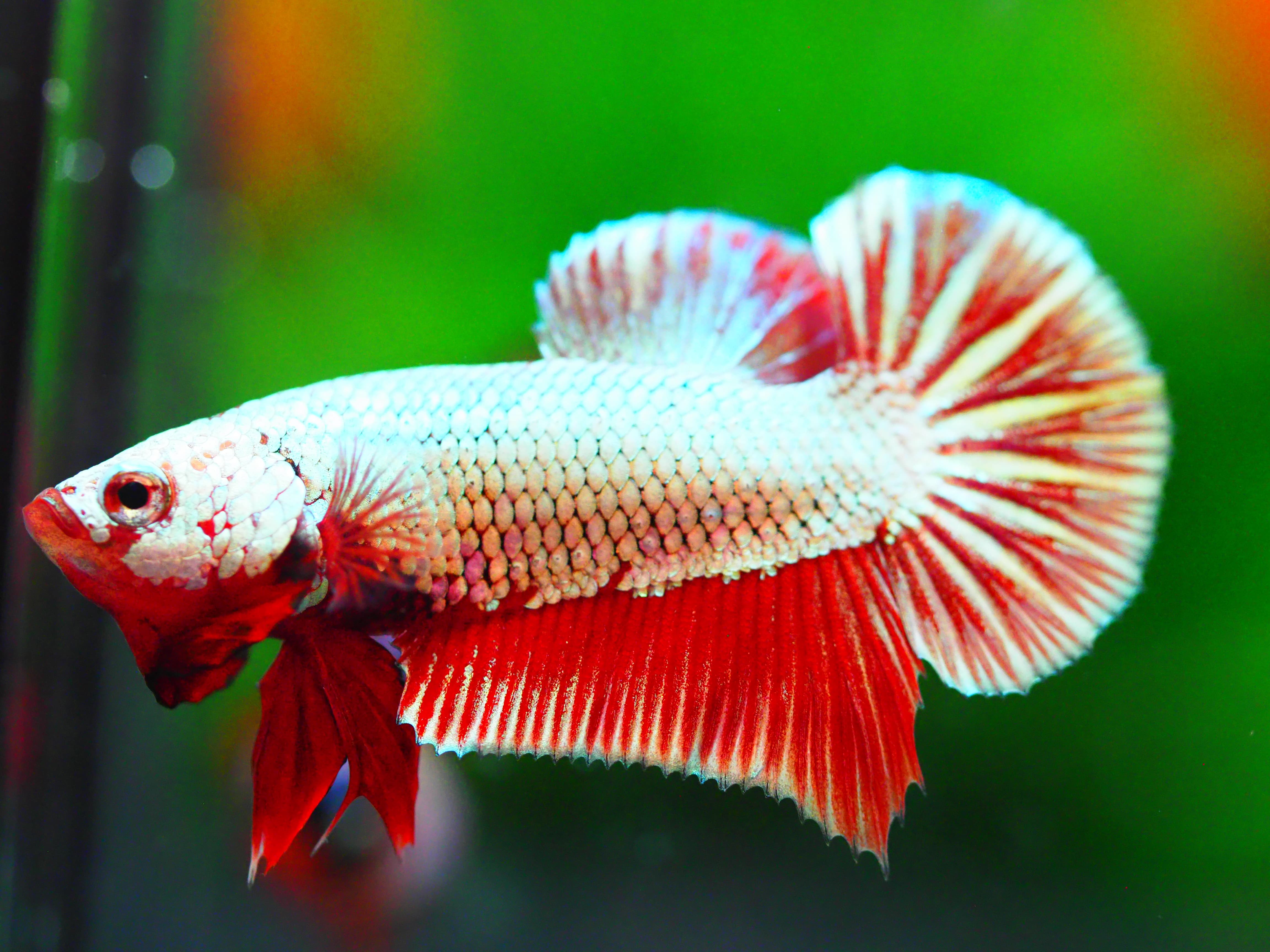 HMPK FANCY MALE GRADE A +++