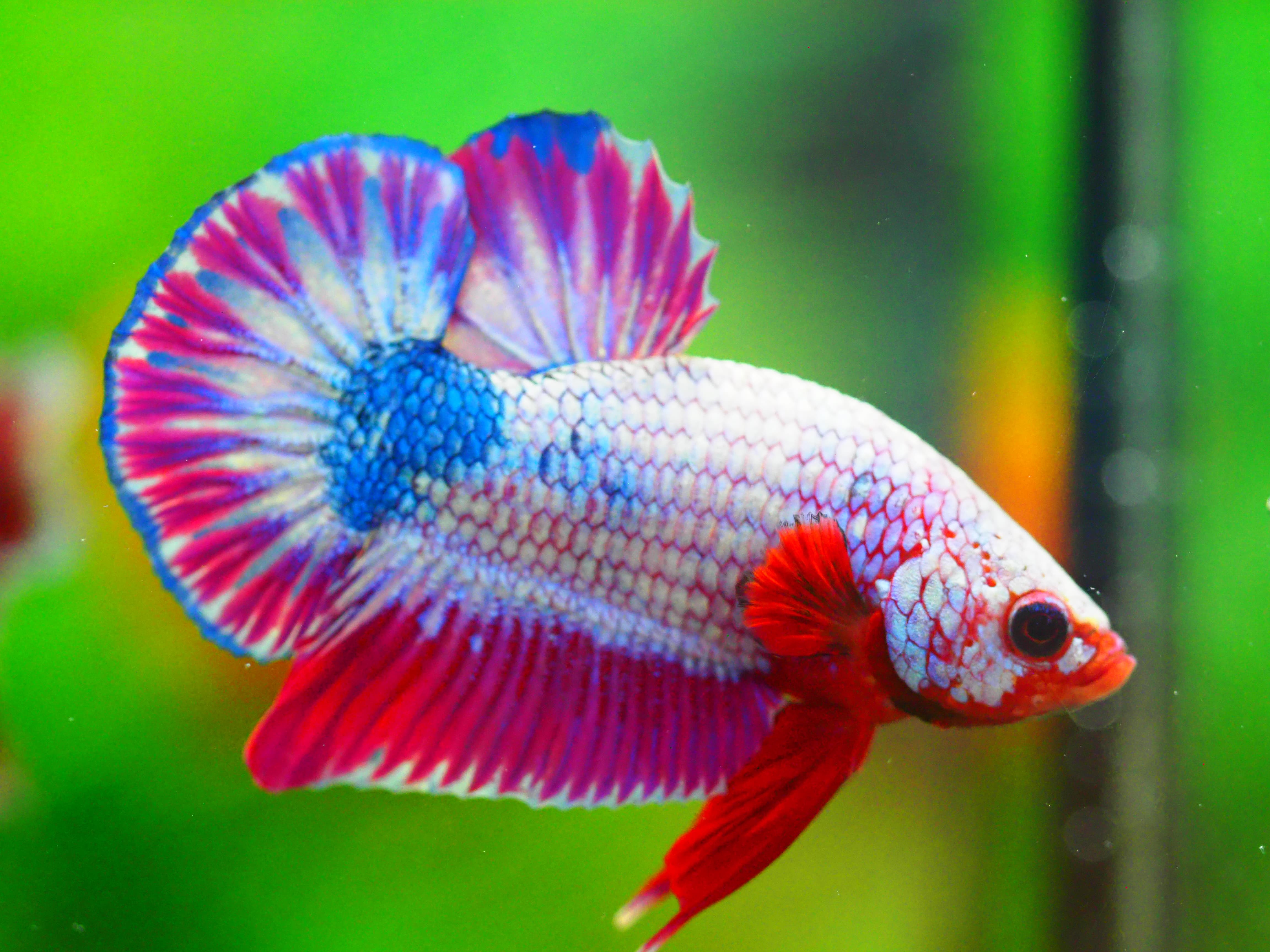 HMPK FANCY MALE GRADE A +++