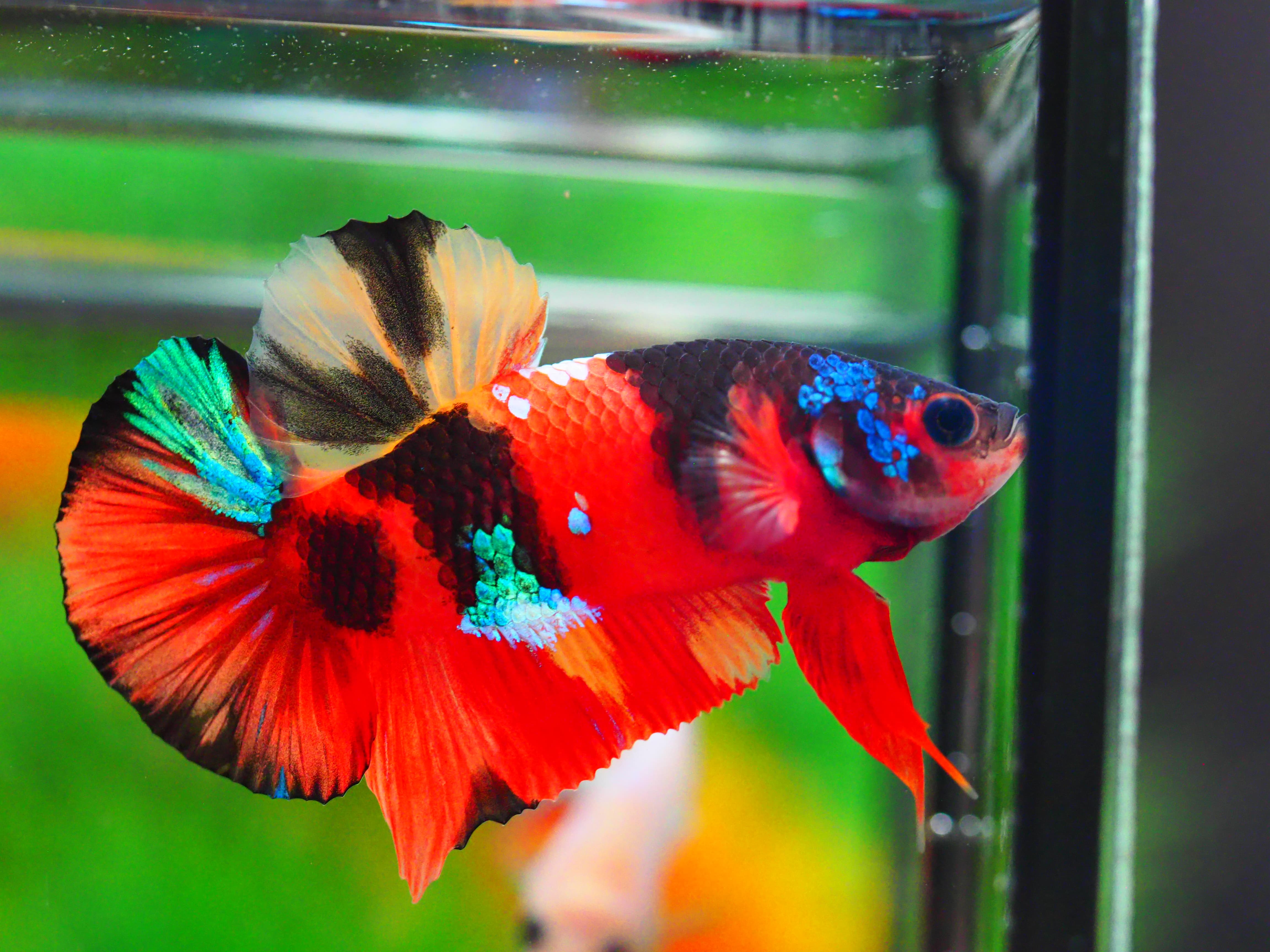 HMPK NEMO GALAXY MALE GRADE A +++