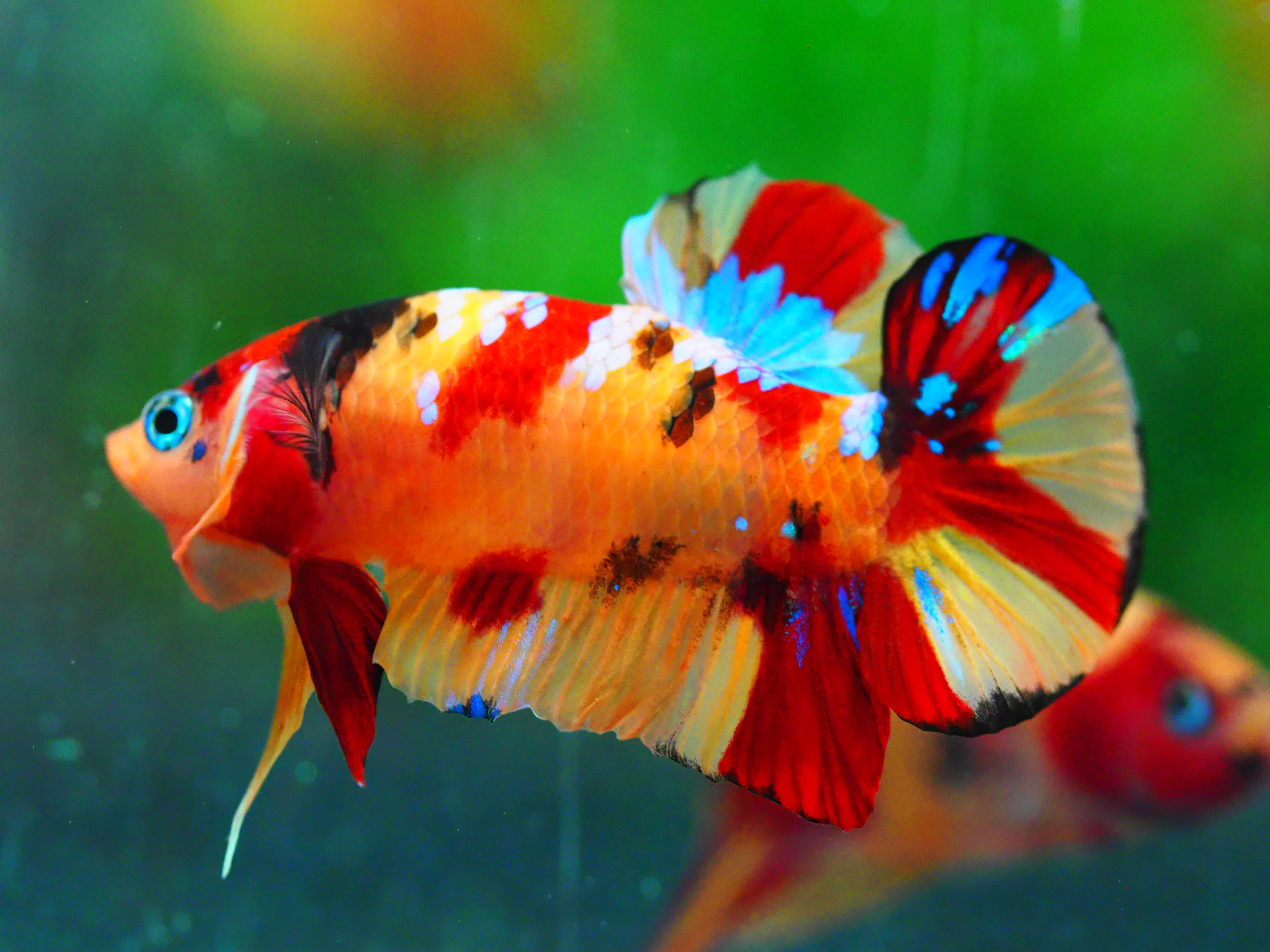 HMPK NEMO GALAXY MALE GRADE A +++