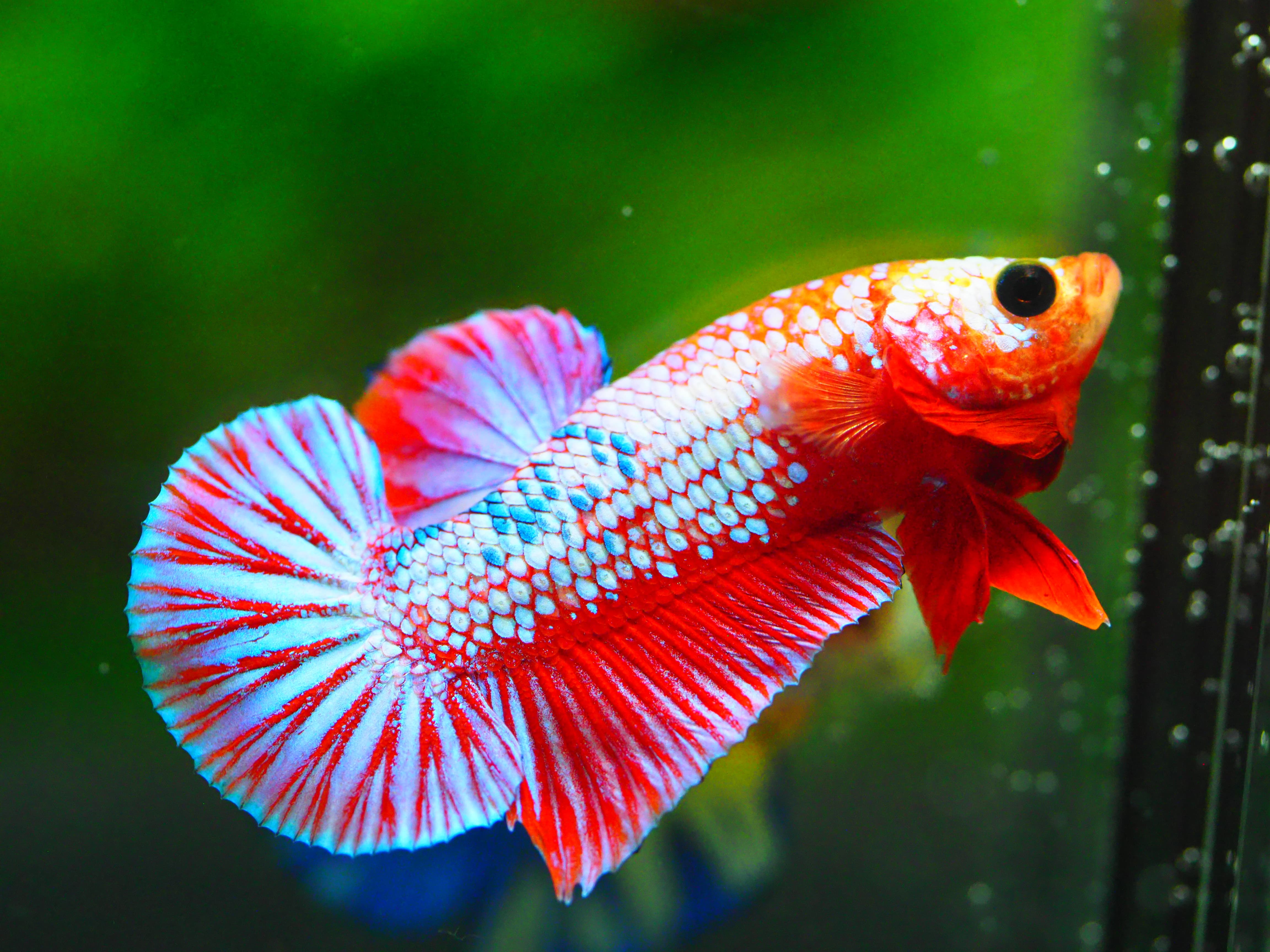 HMPK FANCY MALE GRADE A +++