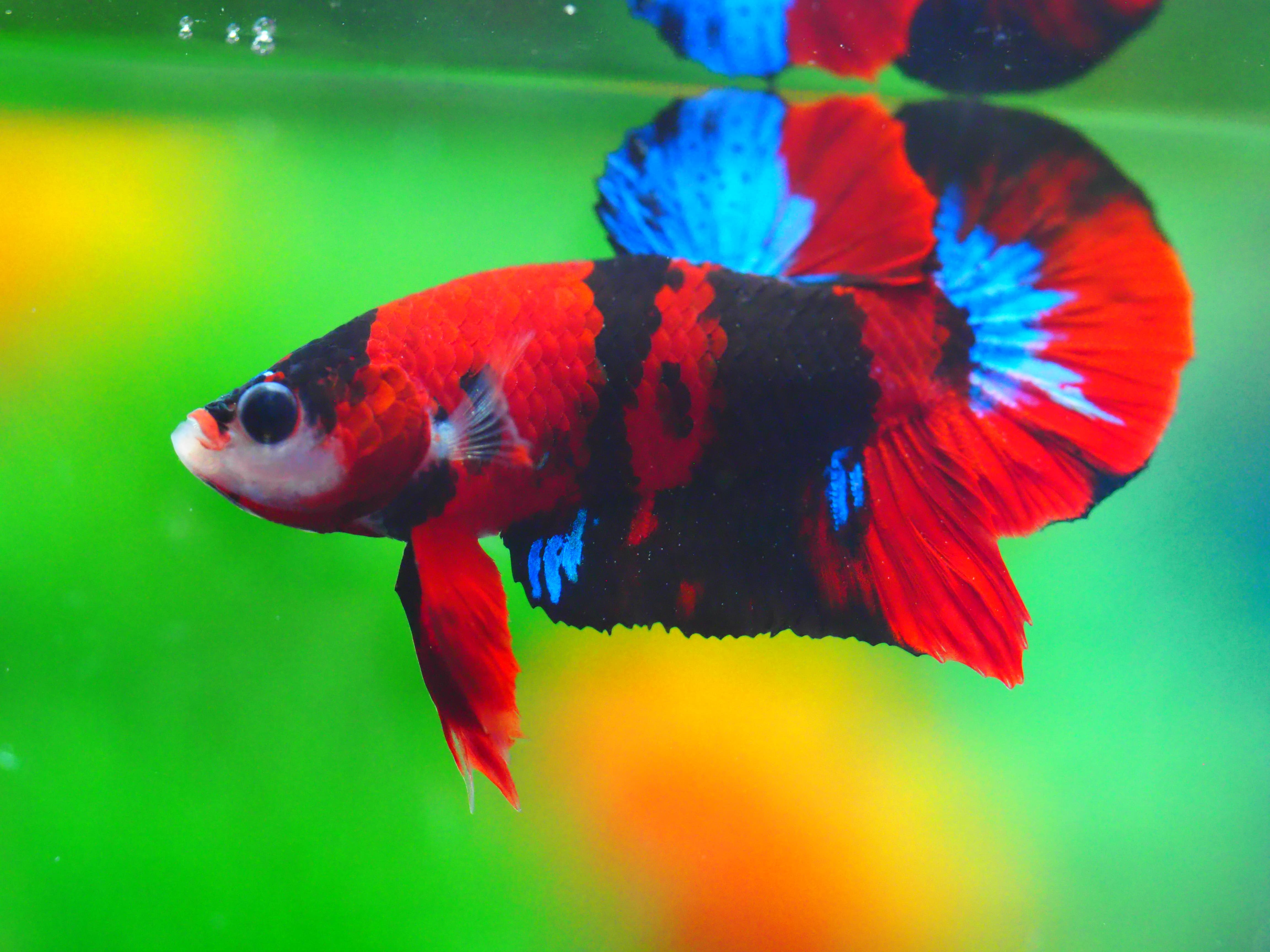 HMPK KOI GALAXY MALE GRADE A +++