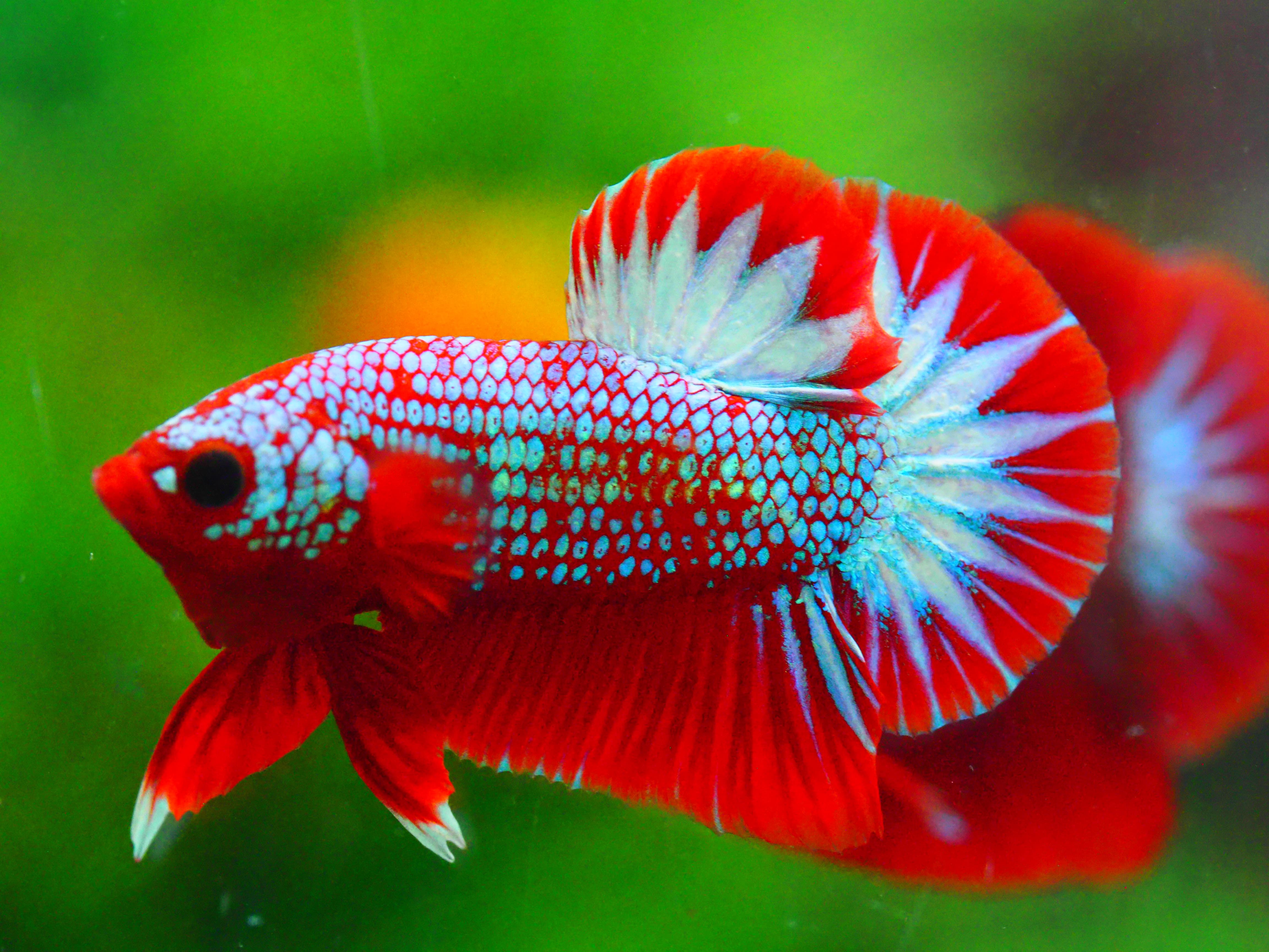 HMPK HELLBOY MALE GRADE A +++