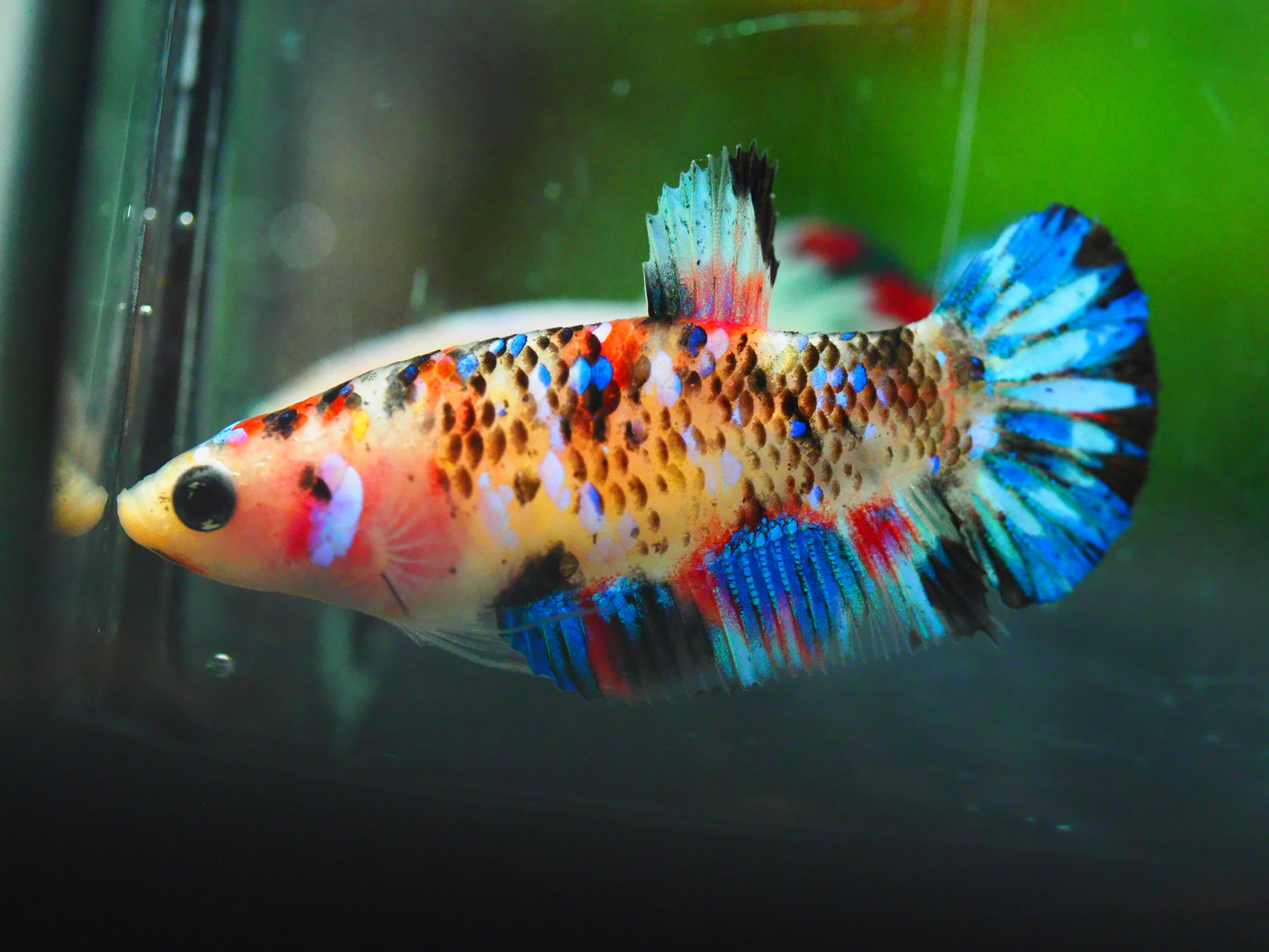 HMPK KOI GALAXY FNMALE GRADE A +++