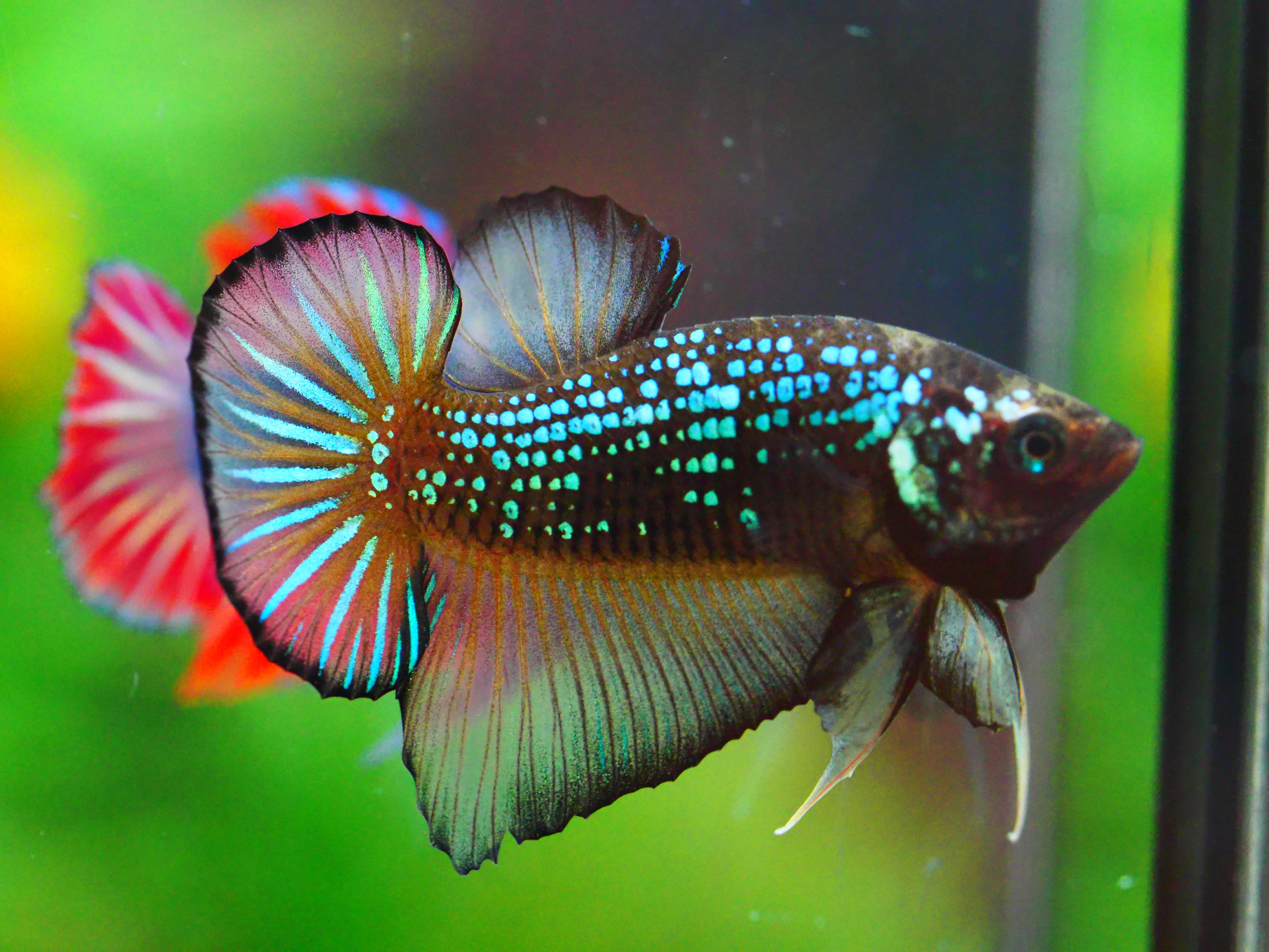 HMPK FANCY MALE GRADE A +++