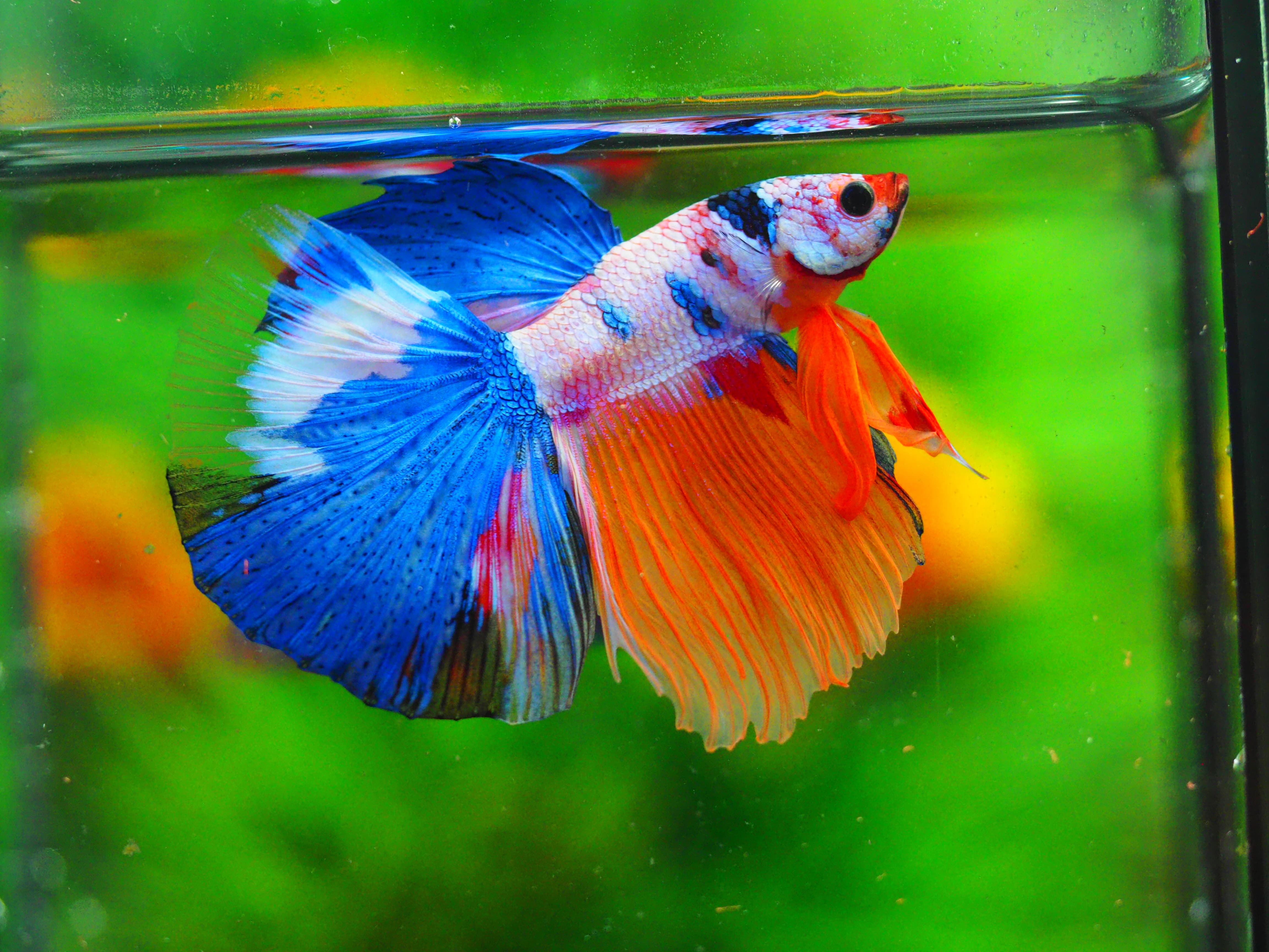 HM KOI GALAXY MALE GRADE A++