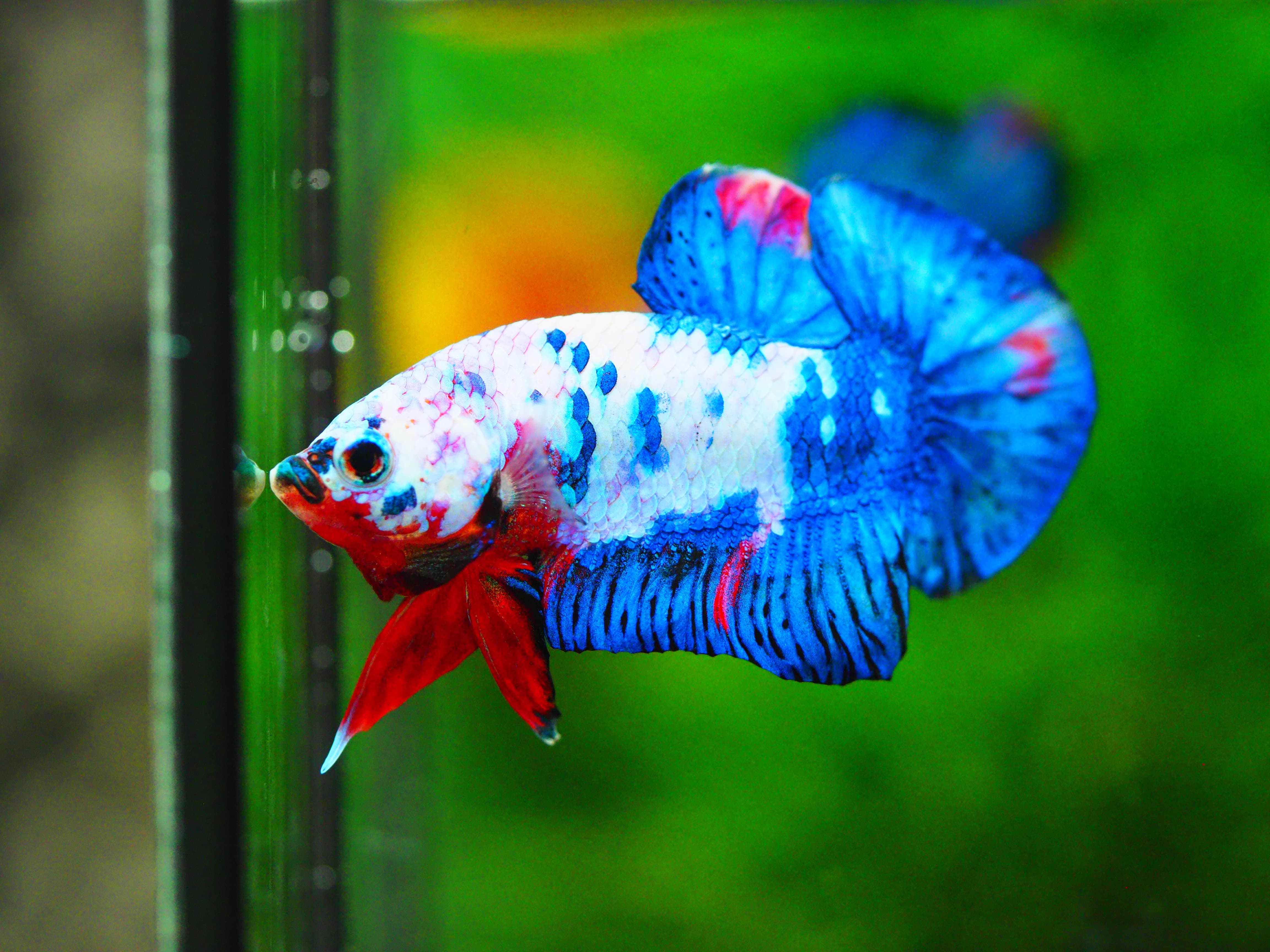 HMPK KOI GALAXY MALE GRADE A +++