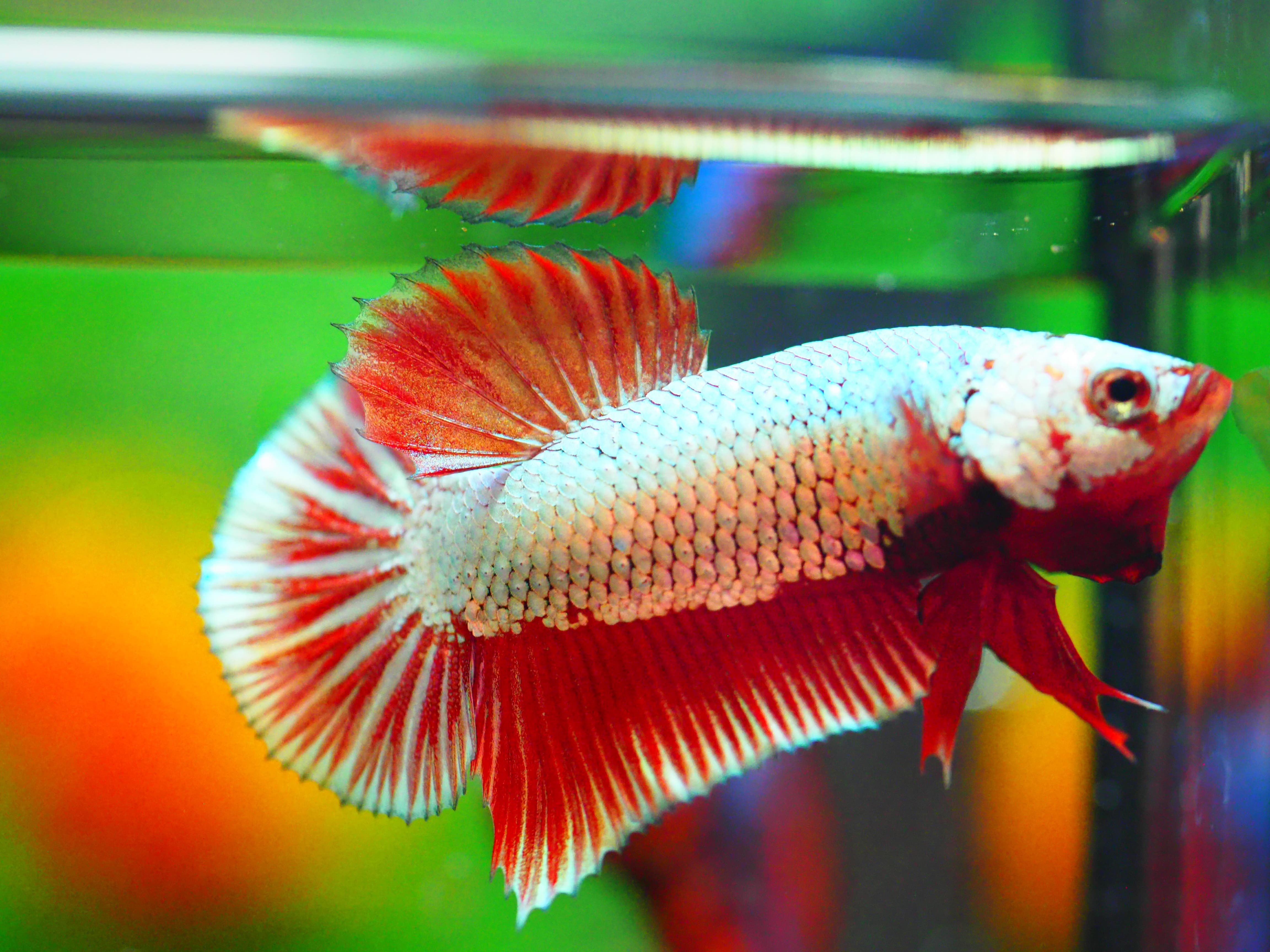 HMPK FANCY MALE GRADE A +++