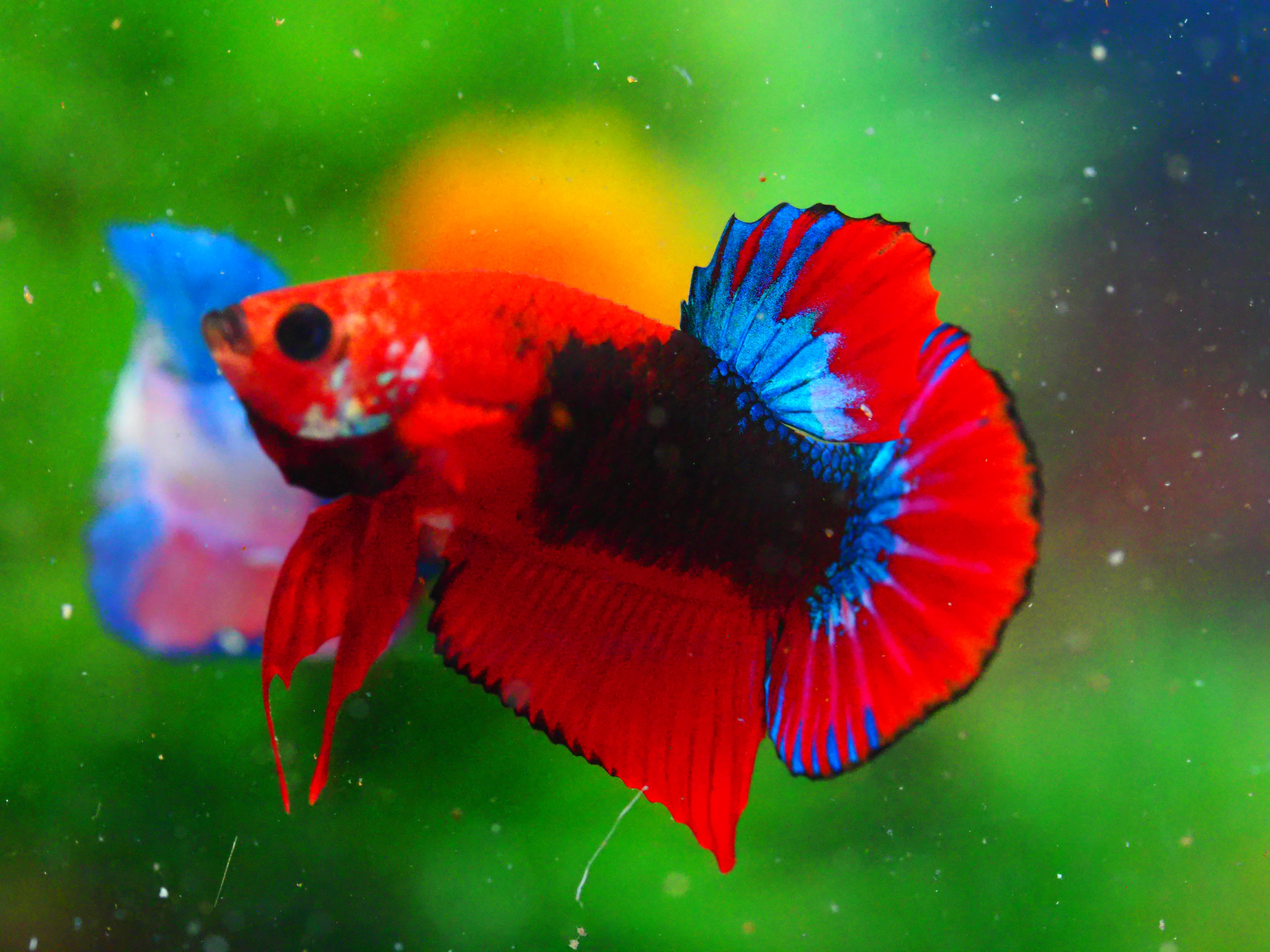 HMPK FANCY MALE GRADE A +++