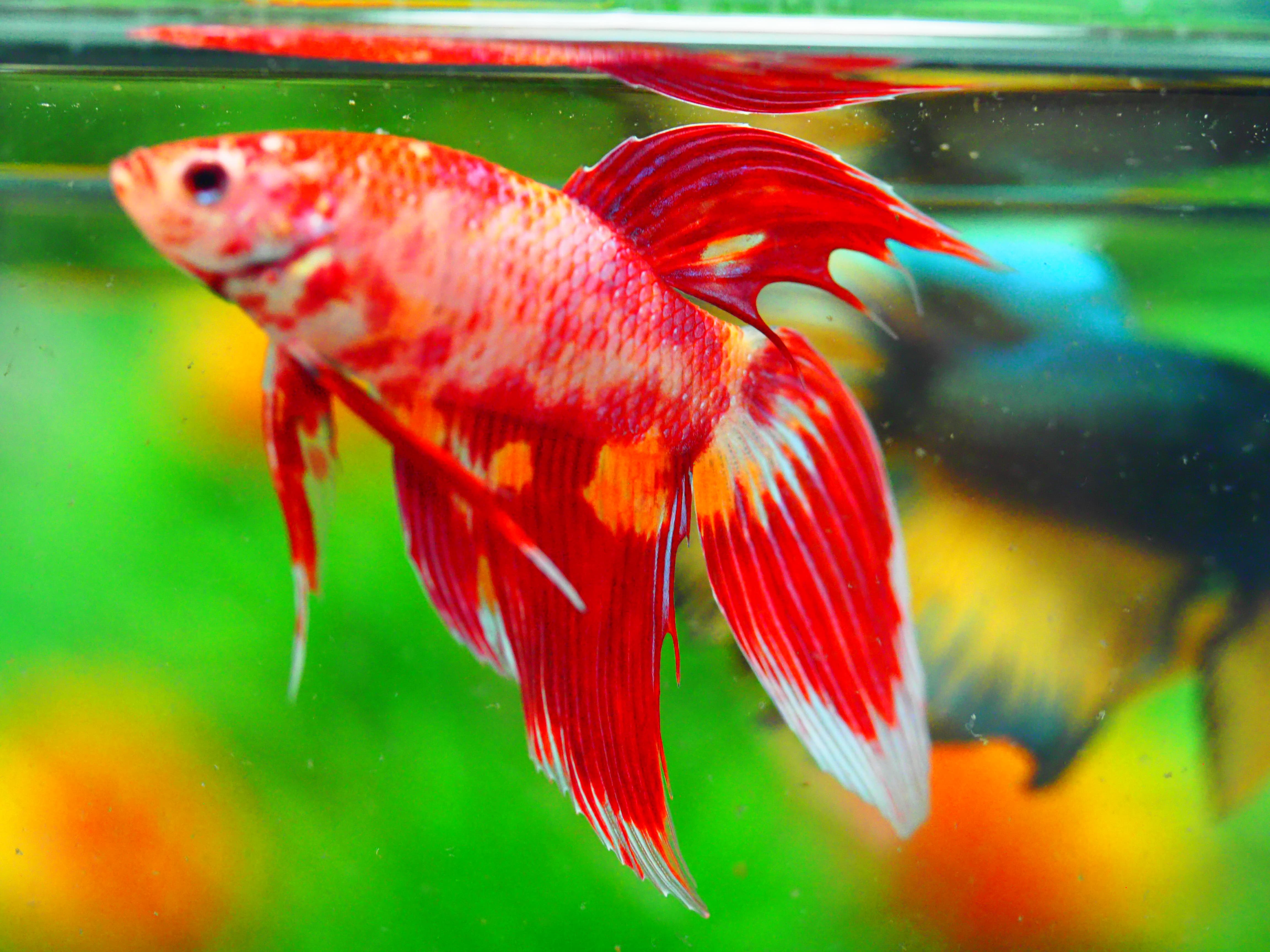 VT NEMO MALE GRADE A +++